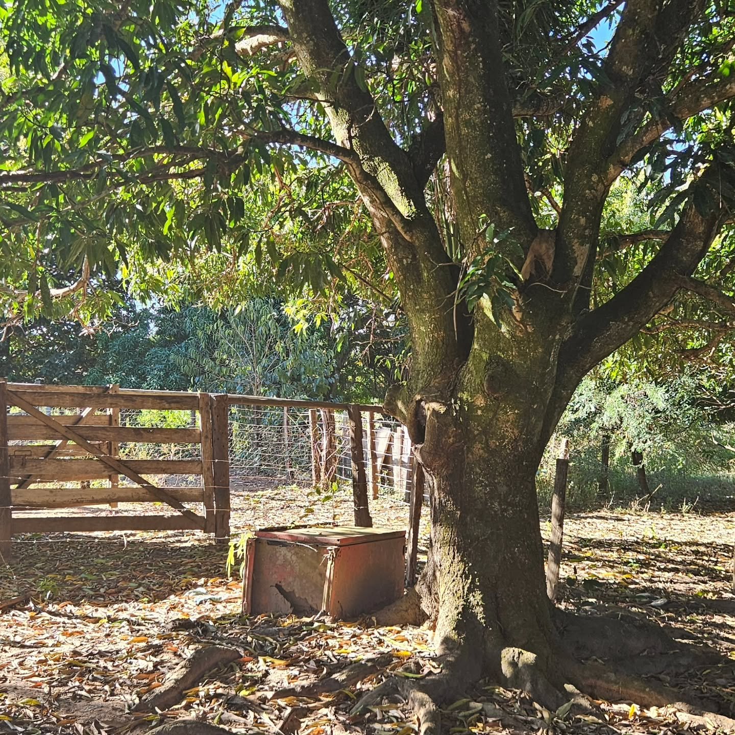CHÁCARA À VENDA – CATALÃO/GO | Catalão-GO | 24,2 hectares - Catalão-GO