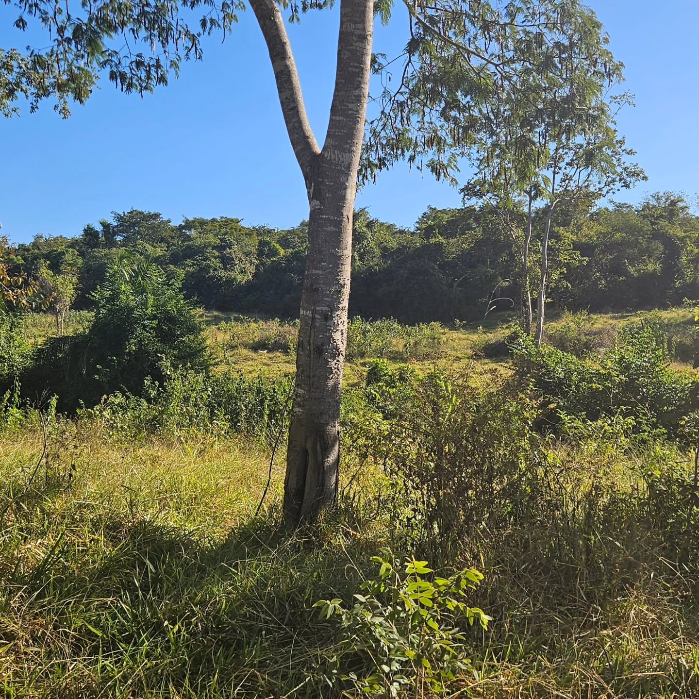 CHÁCARA À VENDA – CATALÃO/GO | Catalão-GO | 24,2 hectares - Catalão-GO