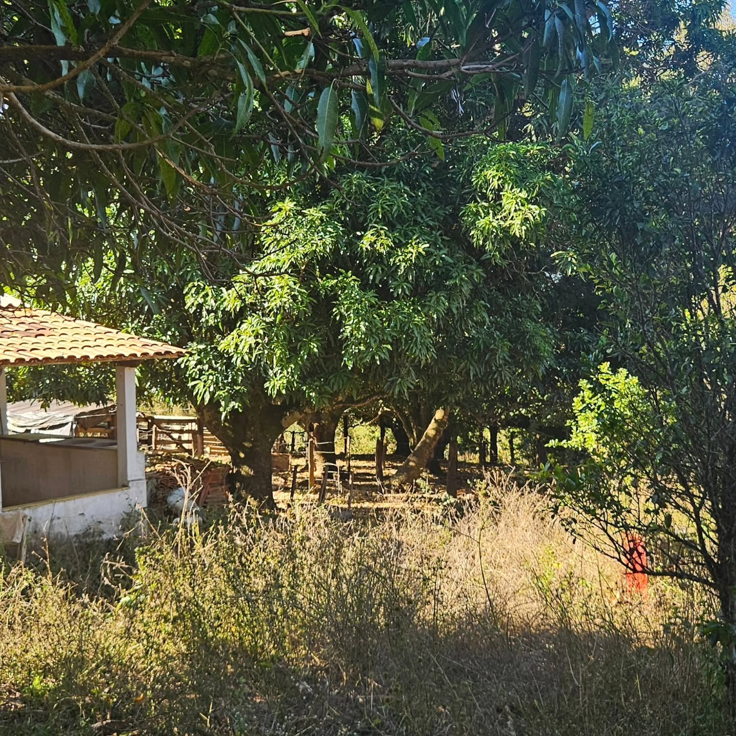 CHÁCARA À VENDA – CATALÃO/GO | Catalão-GO | 24,2 hectares - Catalão-GO