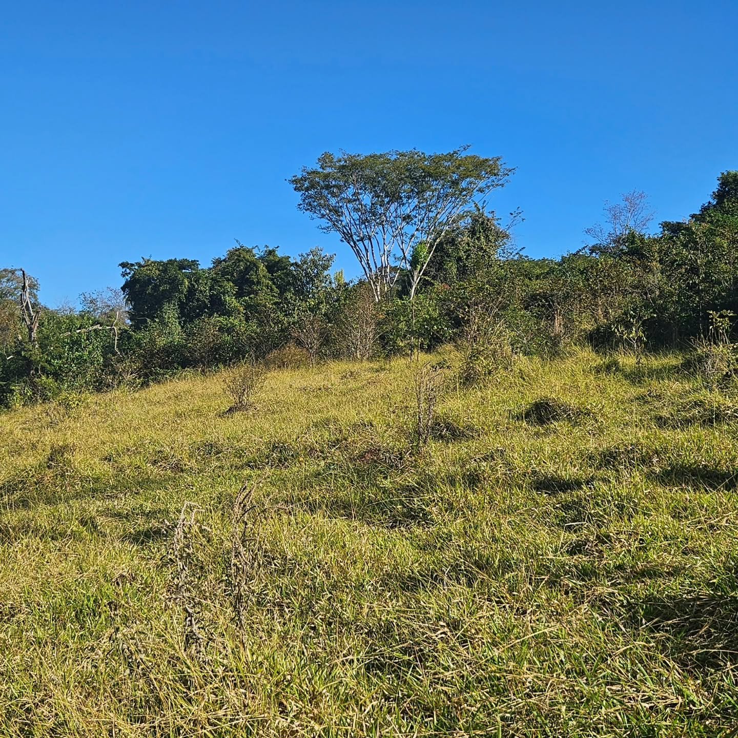 CHÁCARA À VENDA – CATALÃO/GO | Catalão-GO | 24,2 hectares - Catalão-GO