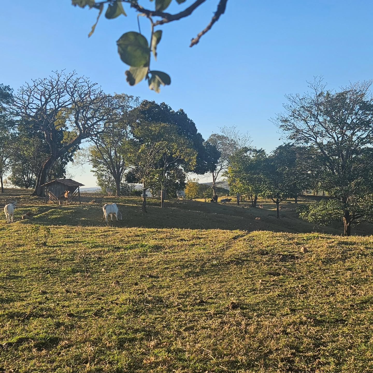 CHÁCARA À VENDA | REGIÃO DA CUSTÓDIA – CATALÃO/GO | Catalão-GO | 12,1 hectares - Catalão-GO