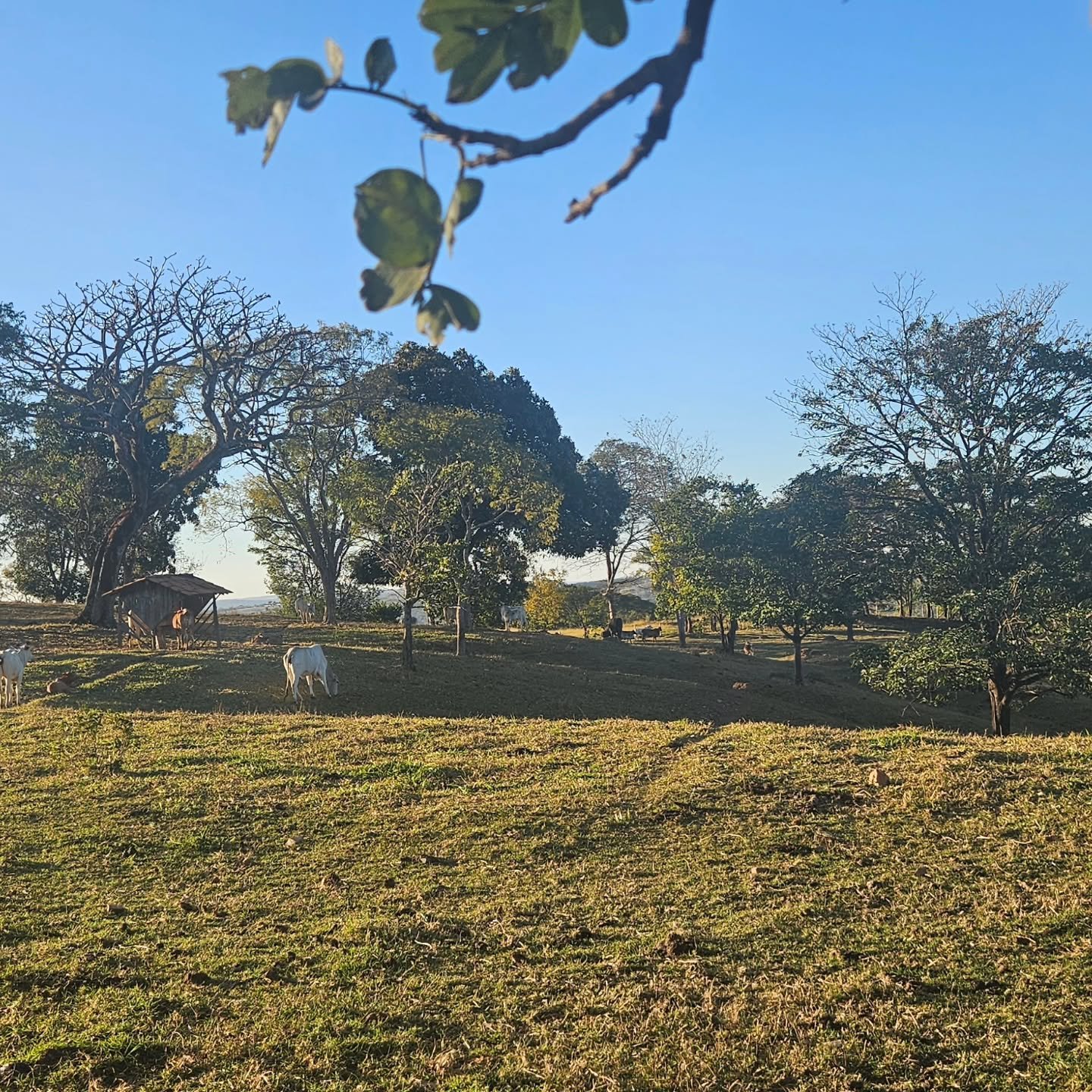 CHÁCARA À VENDA | REGIÃO DA CUSTÓDIA – CATALÃO/GO | Catalão-GO | 12,1 hectares - Catalão-GO