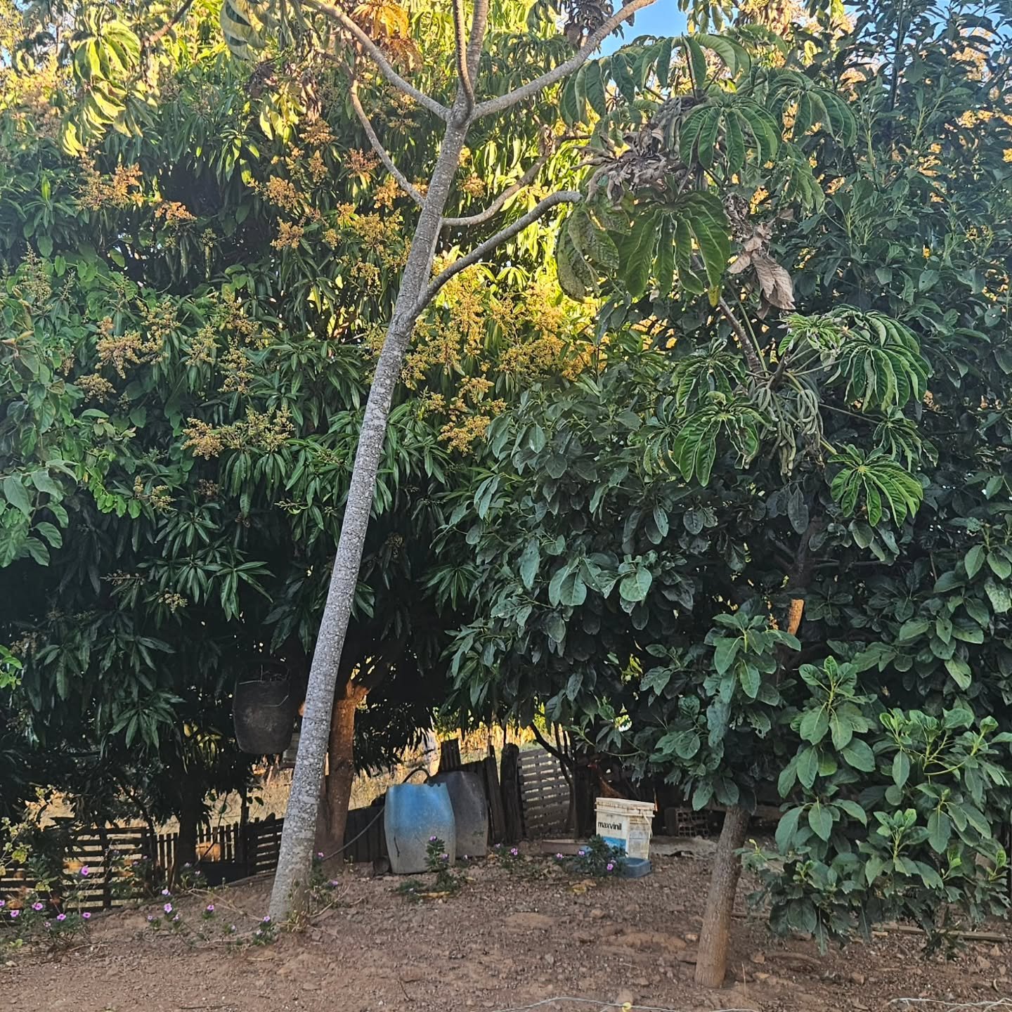 CHÁCARA À VENDA | REGIÃO DA CUSTÓDIA – CATALÃO/GO | Catalão-GO | 12,1 hectares - Catalão-GO