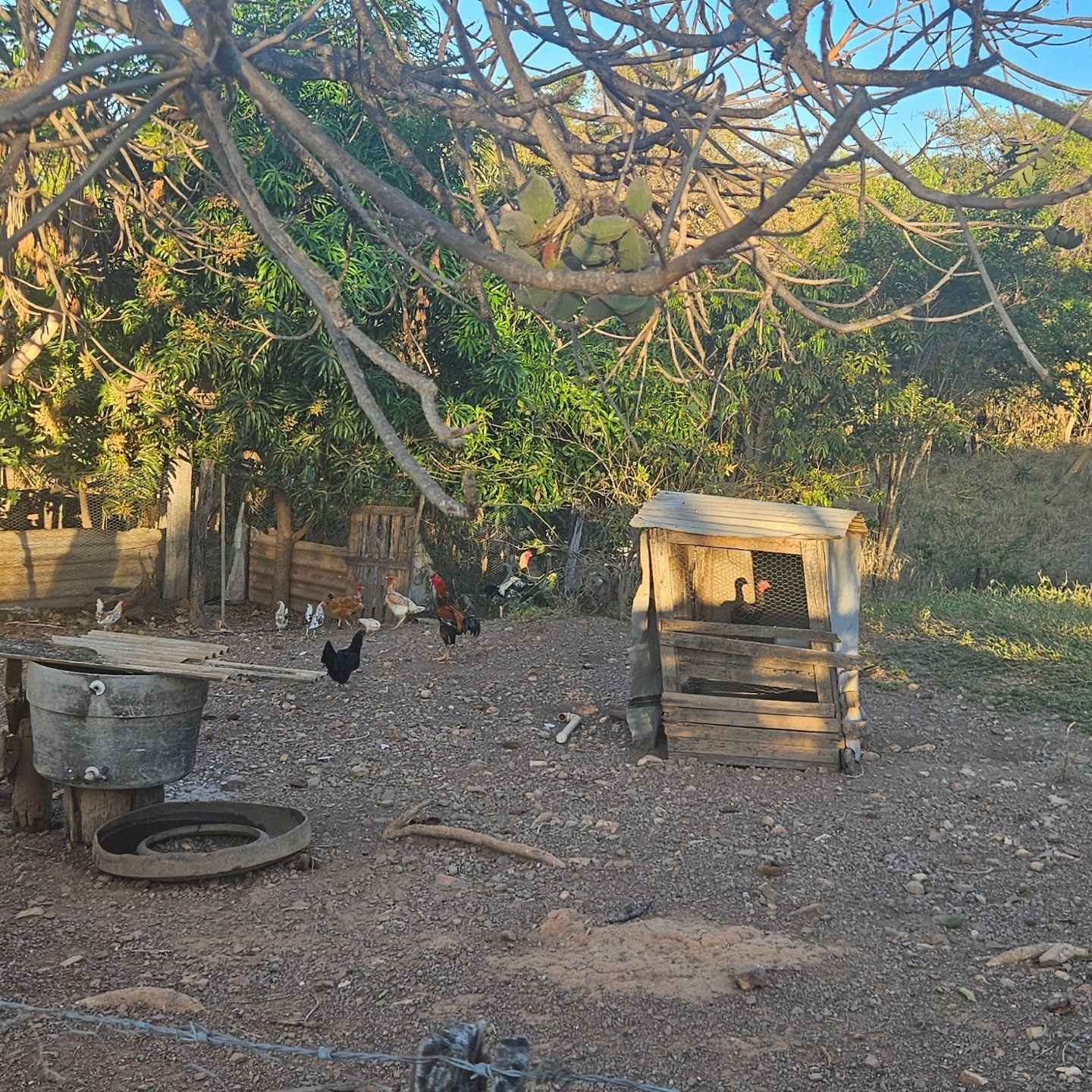 CHÁCARA À VENDA | REGIÃO DA CUSTÓDIA – CATALÃO/GO | Catalão-GO | 12,1 hectares - Catalão-GO