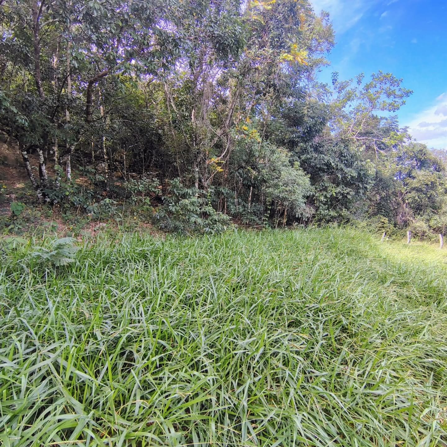 CHÁCARA À VENDA – GOIANDIRA/GO | Catalão-GO | 5,99 hectares - Catalão-GO