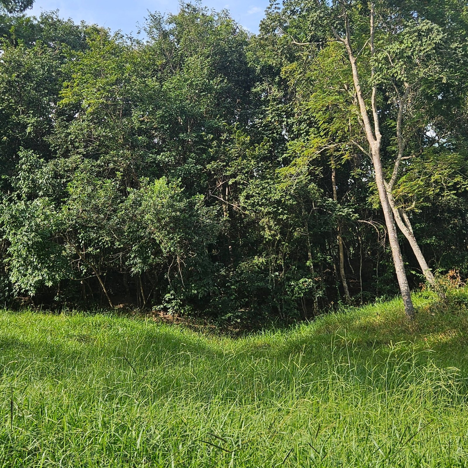 CHÁCARA À VENDA – GOIANDIRA/GO | Catalão-GO | 5,99 hectares - Catalão-GO