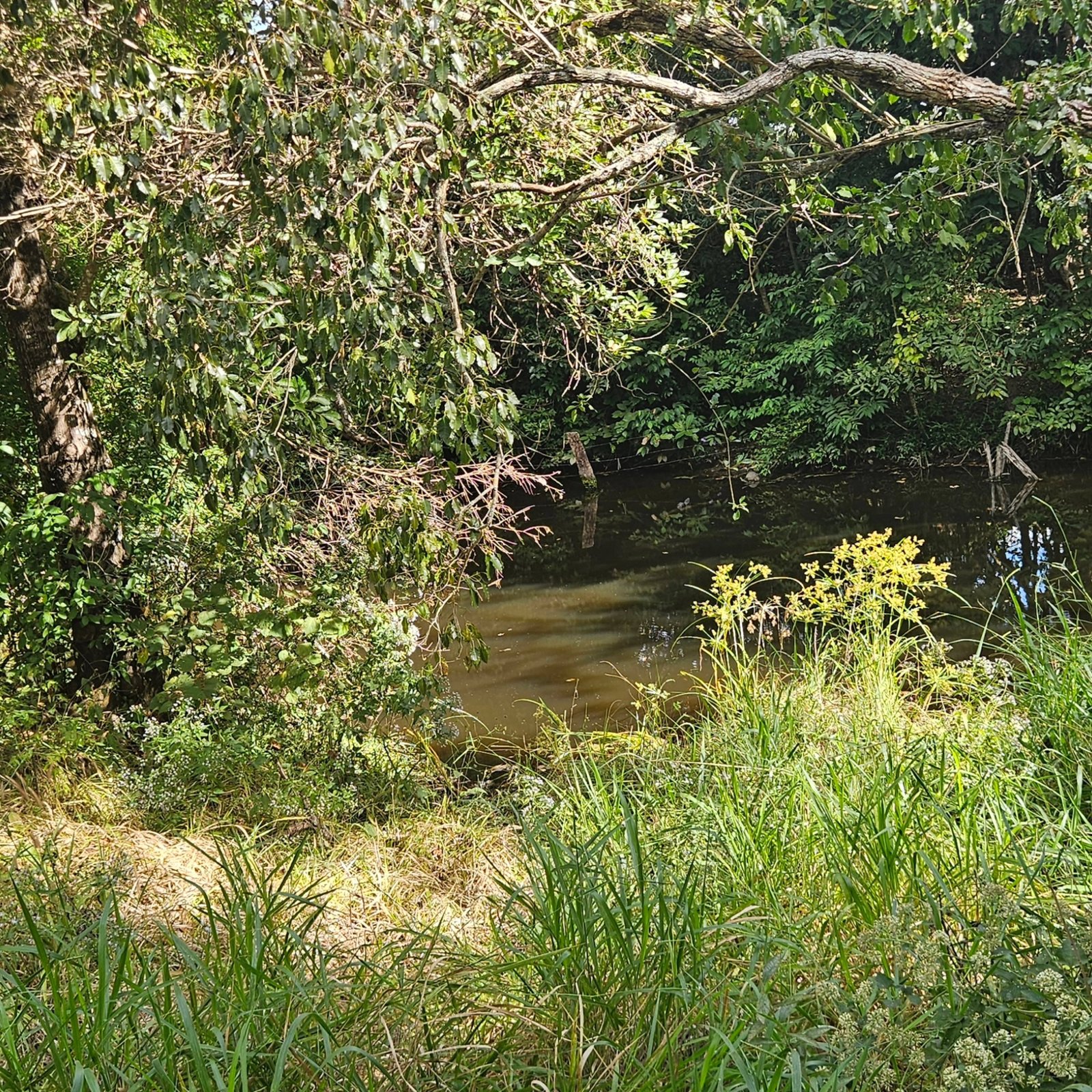 CHÁCARA À VENDA – GOIANDIRA/GO | Catalão-GO | 5,99 hectares - Catalão-GO