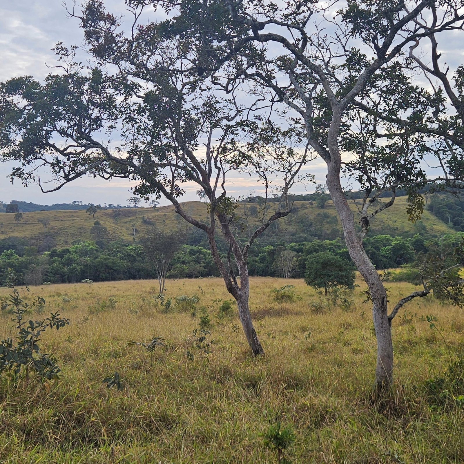 Chácara à venda às margens do Rio São Marcos | Ouvidor-GO | 43,56 hectares - Ouvidor-GO