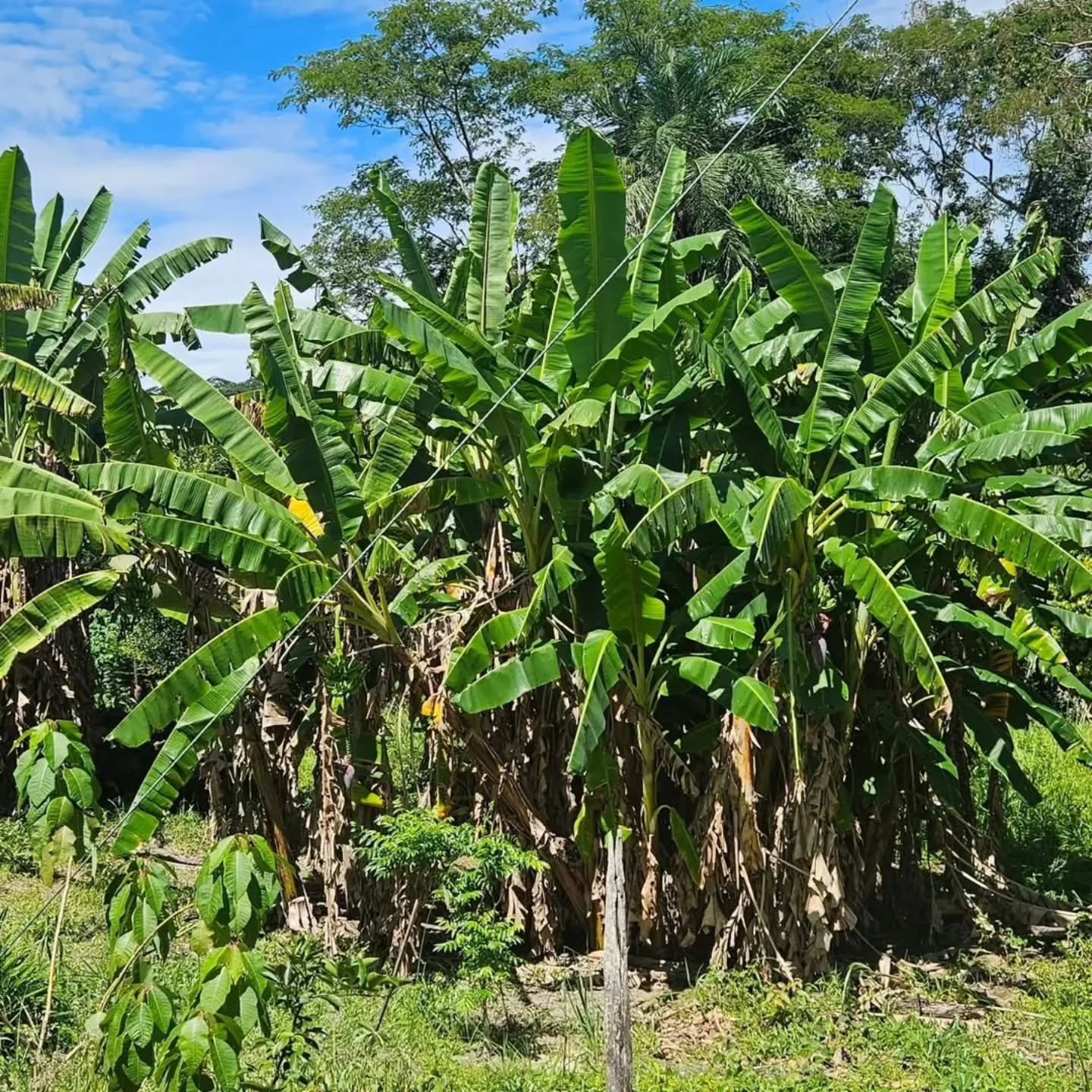 CHÁCARA À VENDA – EXCELENTE OPORTUNIDADE! | 24,20 hectares — foto 9