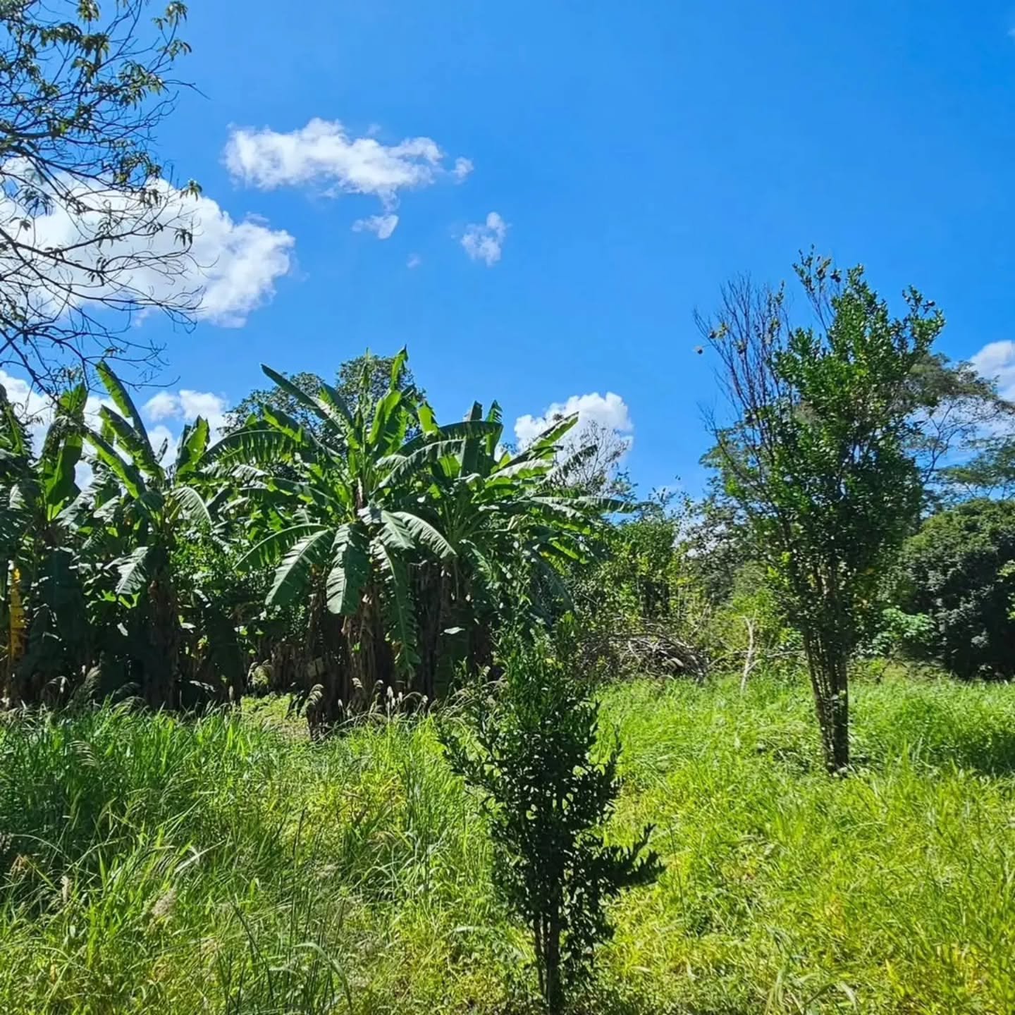CHÁCARA À VENDA – EXCELENTE OPORTUNIDADE! | 24,20 hectares — foto 10