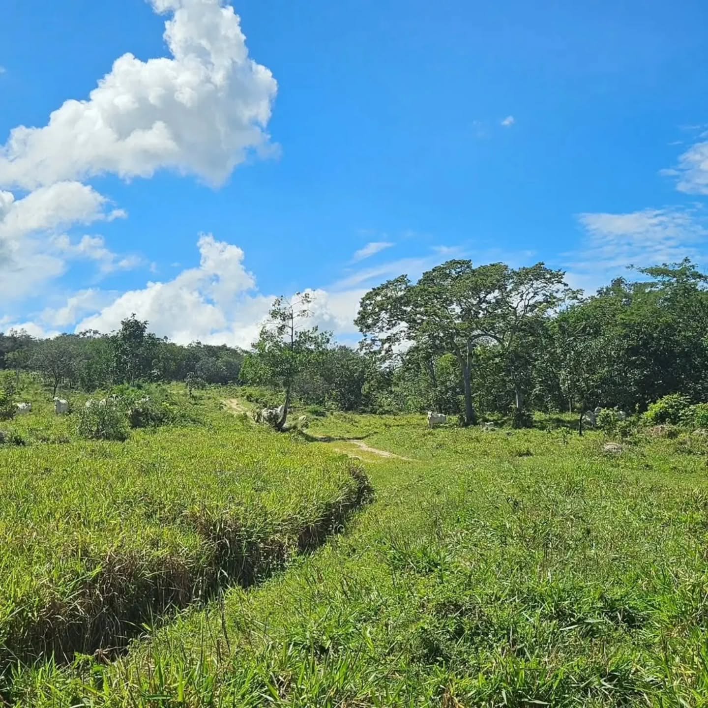 CHÁCARA À VENDA – EXCELENTE OPORTUNIDADE! | 24,20 hectares — foto 12