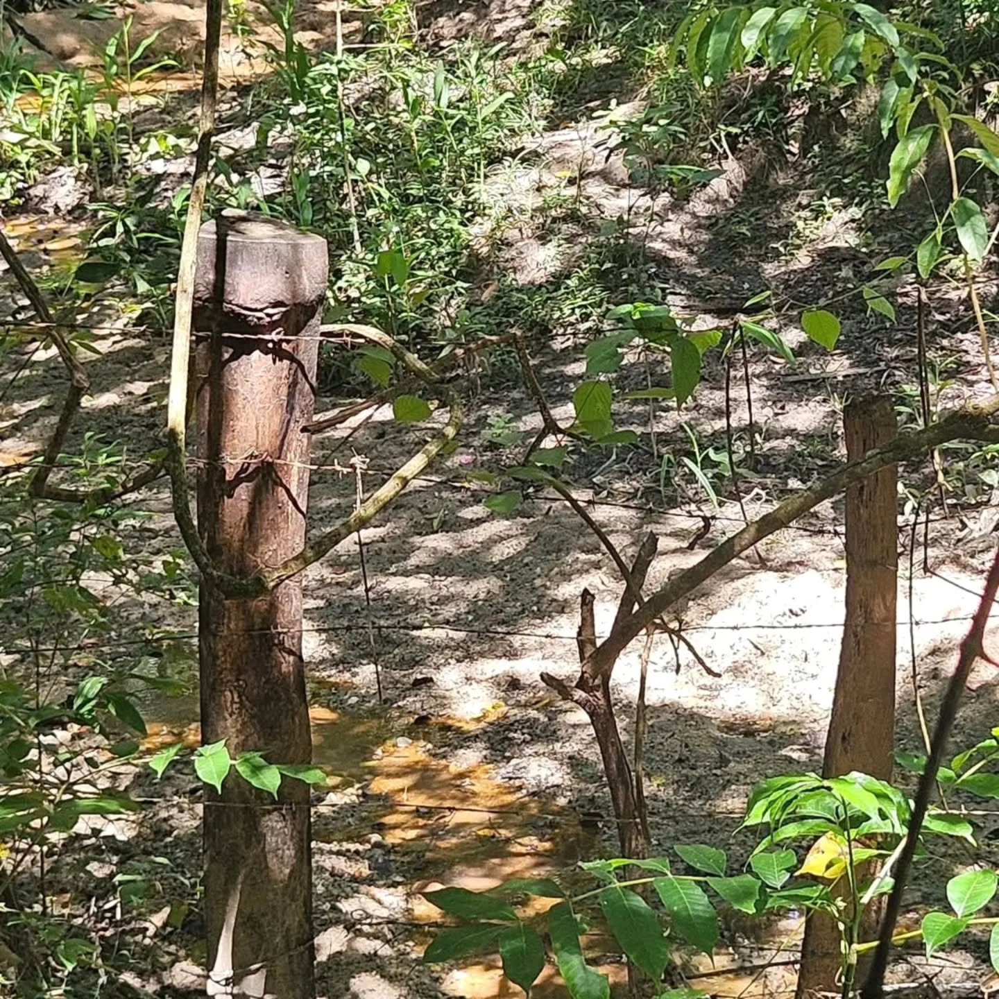 CHÁCARA À VENDA – EXCELENTE OPORTUNIDADE! | 24,20 hectares — foto 13