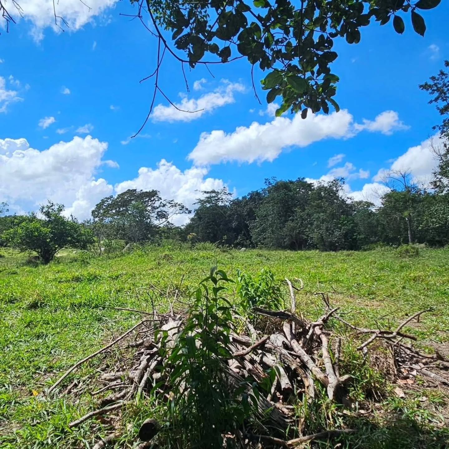 CHÁCARA À VENDA – EXCELENTE OPORTUNIDADE! | 24,20 hectares — foto 14