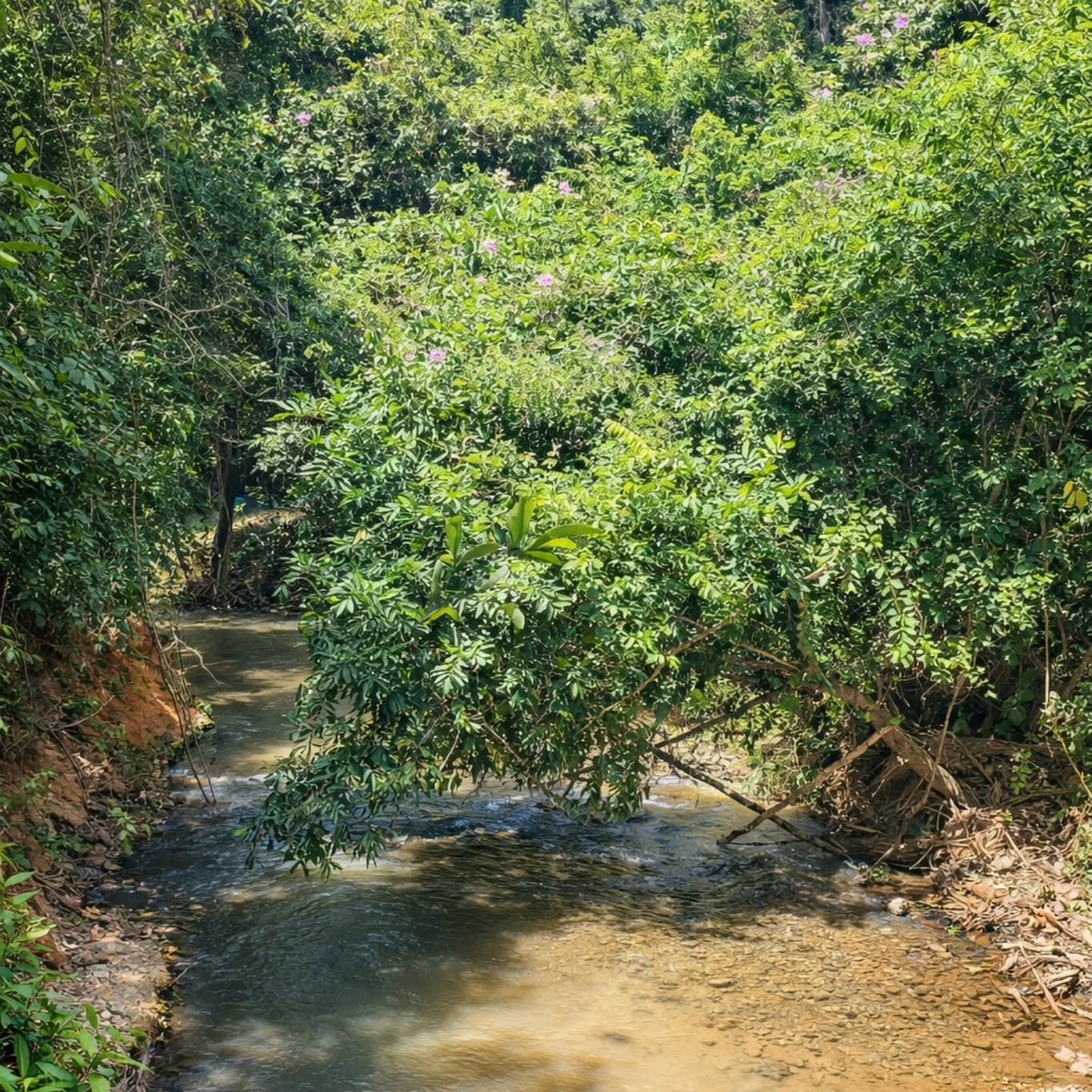 HÁCARA À VENDA – OPORTUNIDADE EM Catalão / GO! | Catalão-GO | 4,84 hectares — foto 4