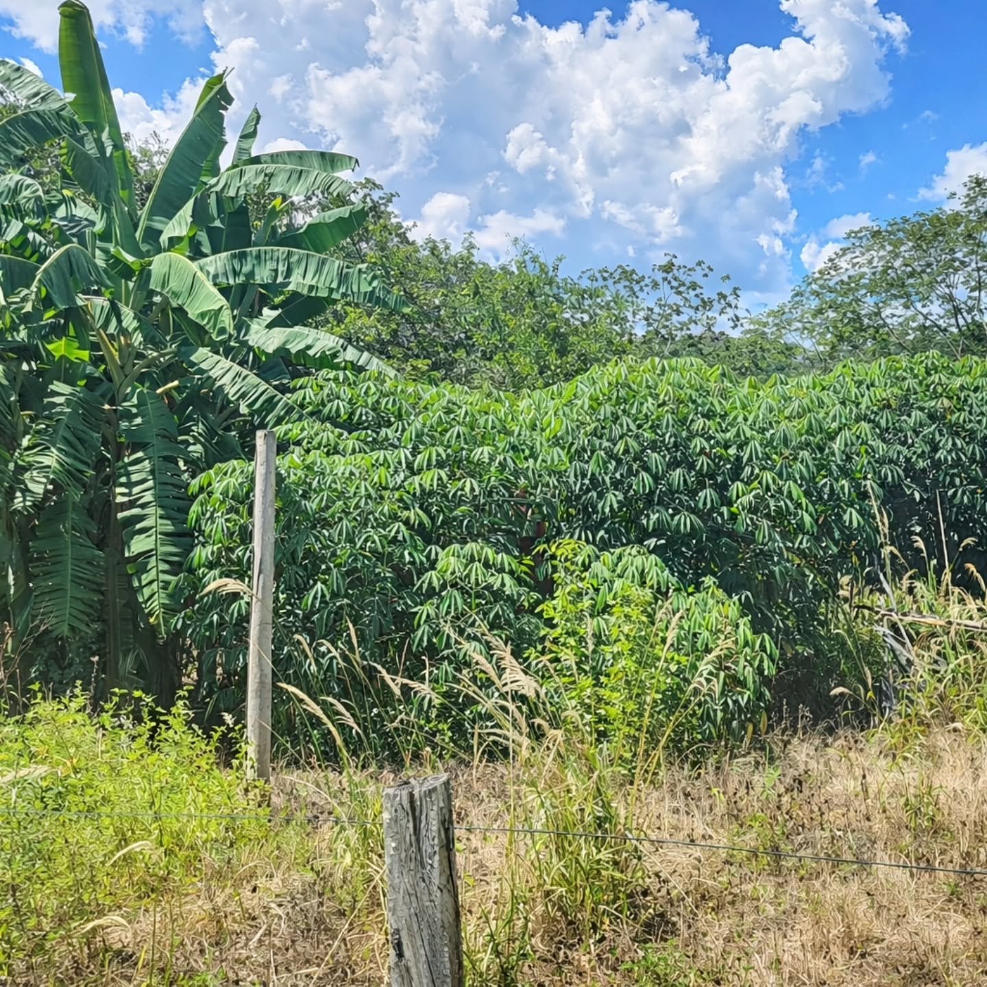 HÁCARA À VENDA – OPORTUNIDADE EM Catalão / GO! | Catalão-GO | 4,84 hectares — foto 6