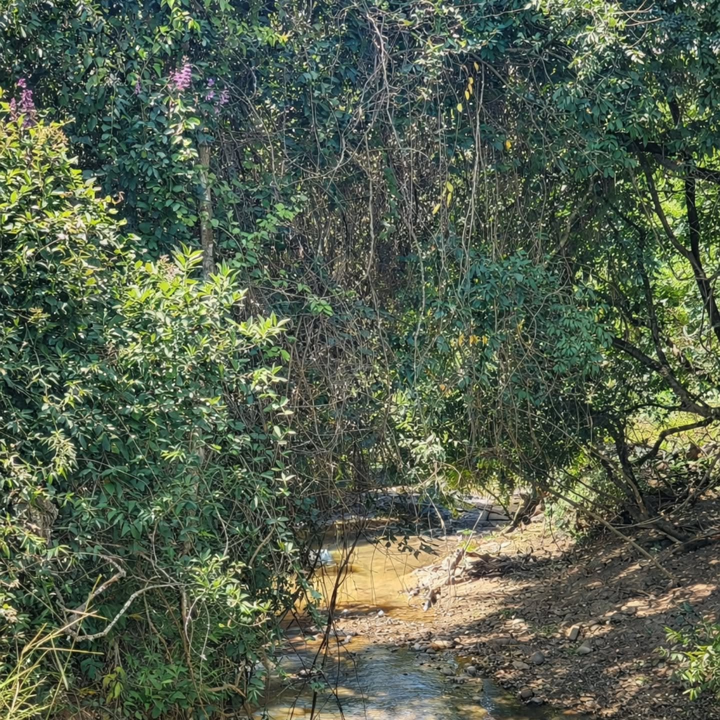 HÁCARA À VENDA – OPORTUNIDADE EM Catalão / GO! | Catalão-GO | 4,84 hectares — foto 9
