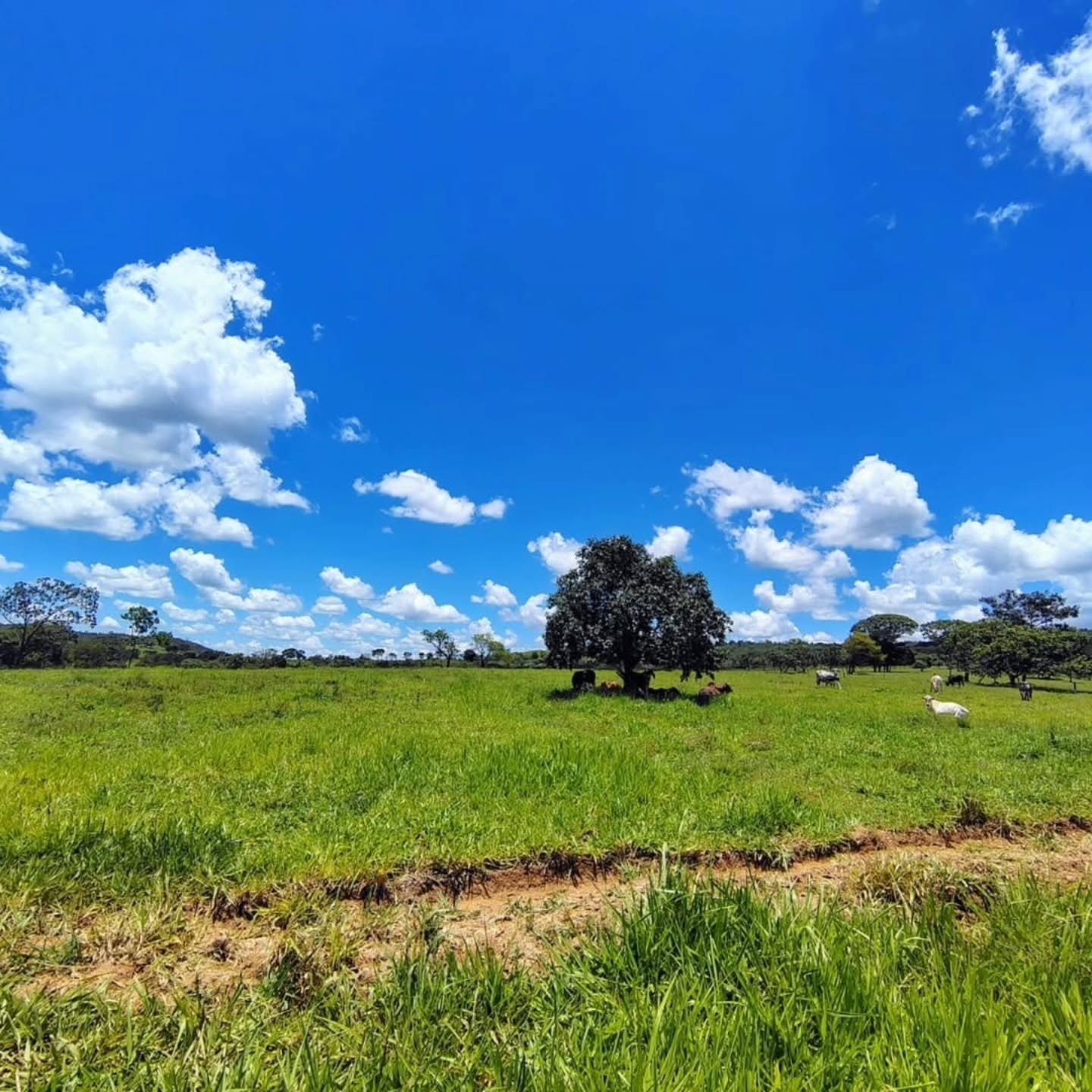 FAZENDA À VENDA – Catalão/GO | Catalão-GO | 30,9 hectares — foto 1