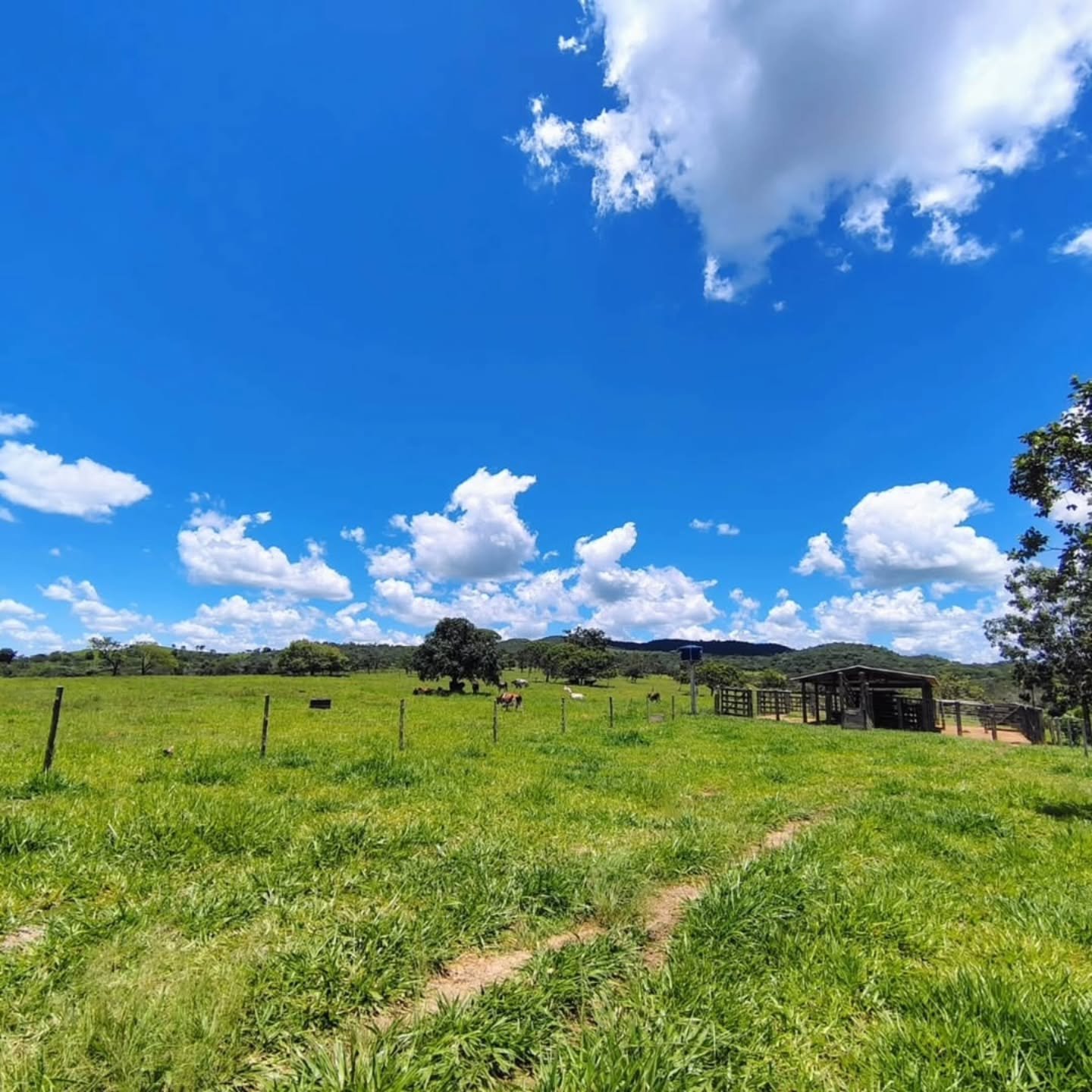 FAZENDA À VENDA – Catalão/GO | Catalão-GO | 30,9 hectares — foto 2