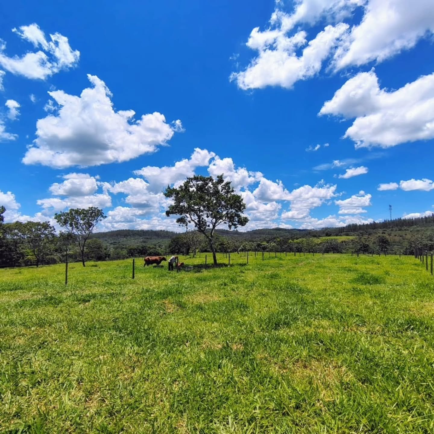 FAZENDA À VENDA – Catalão/GO | Catalão-GO | 30,9 hectares — foto 3