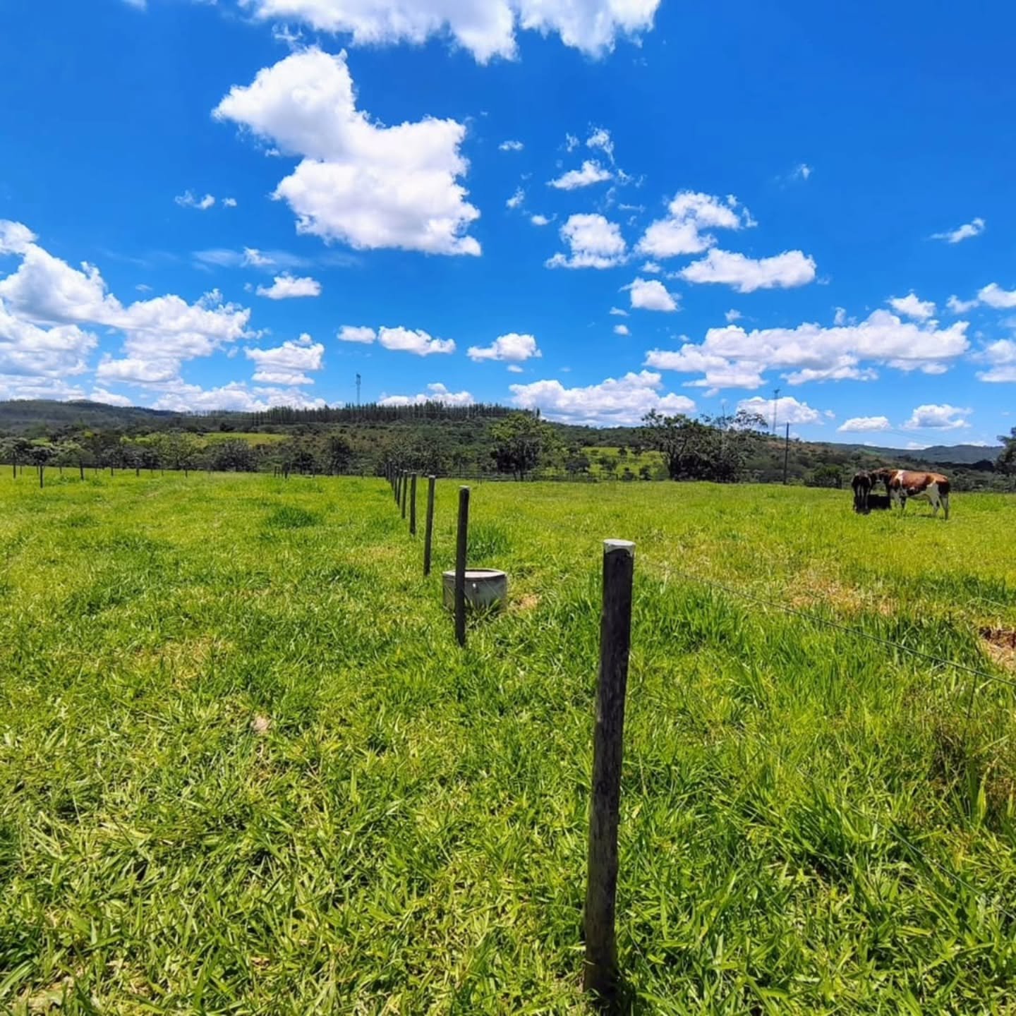 FAZENDA À VENDA – Catalão/GO | Catalão-GO | 30,9 hectares — foto 4