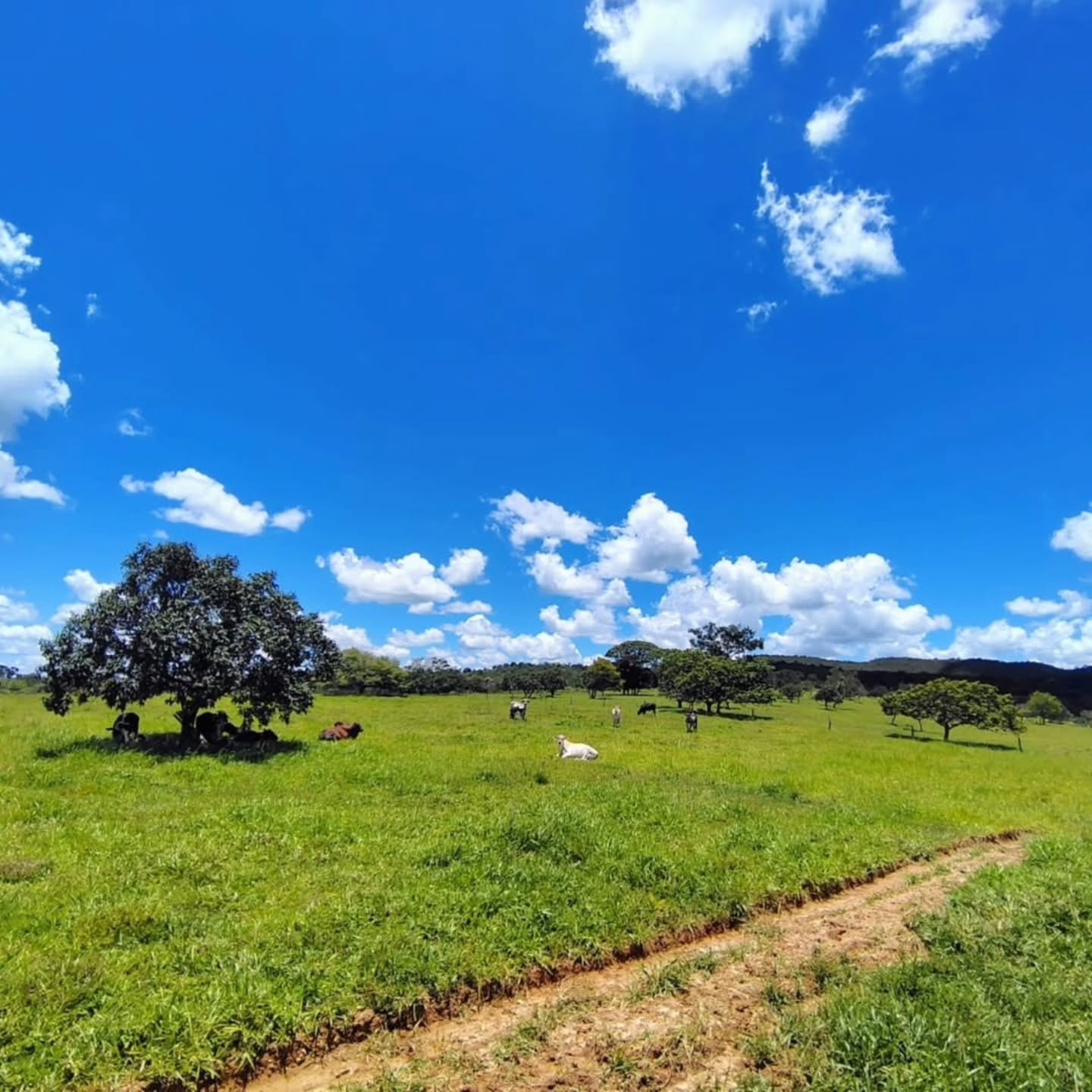 FAZENDA À VENDA – Catalão/GO | Catalão-GO | 30,9 hectares — foto 8