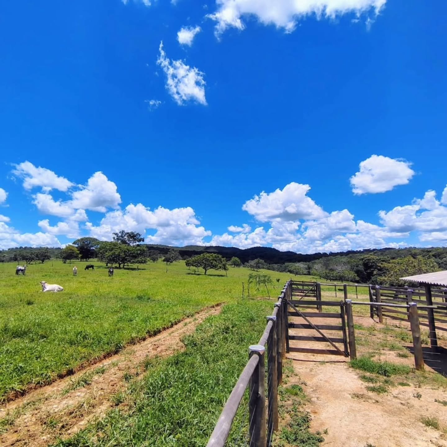 FAZENDA À VENDA – Catalão/GO | Catalão-GO | 30,9 hectares — foto 11