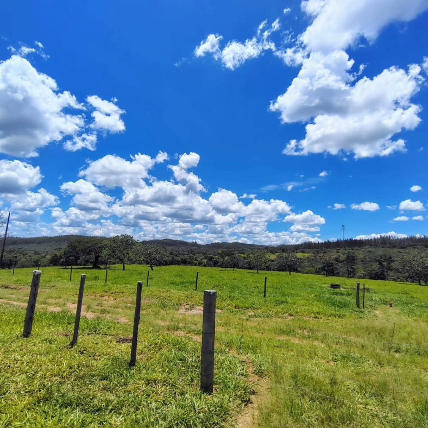 FAZENDA À VENDA – Catalão/GO | Catalão-GO | 30,9 hectares — foto 13