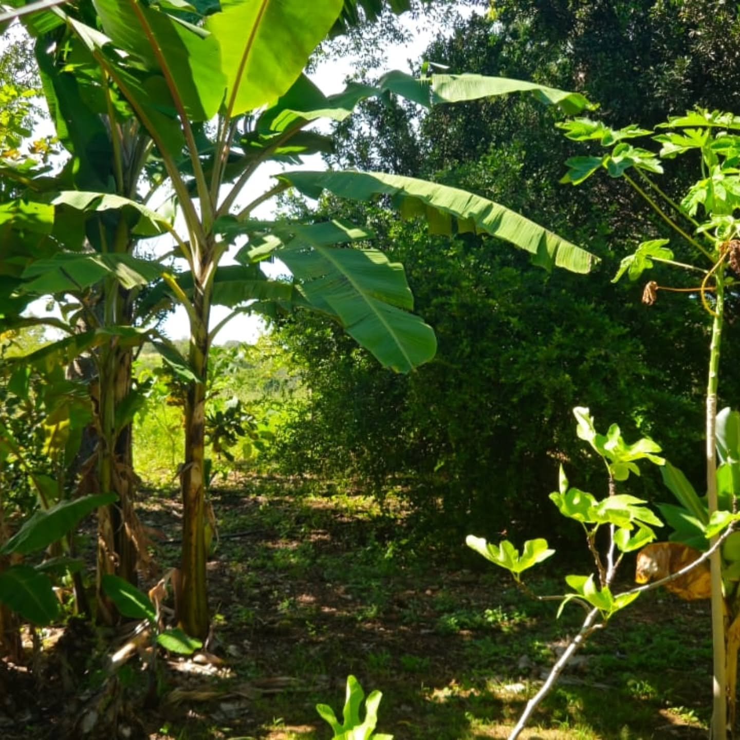 CHÁCARA À VENDA – OPORTUNIDADE! | Catalão-GO | 9,68 hectares — foto 12