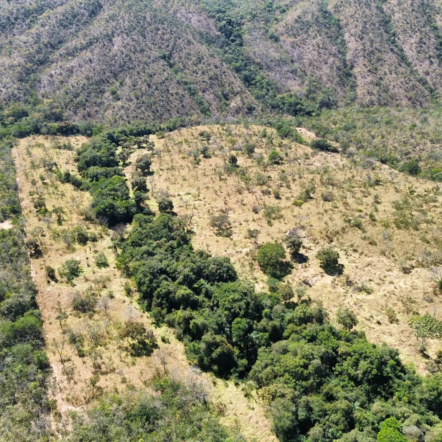 terra para criação de gado à venda | davinópolis/go | Davinópolis-GO | 26,62 hectares — foto 7