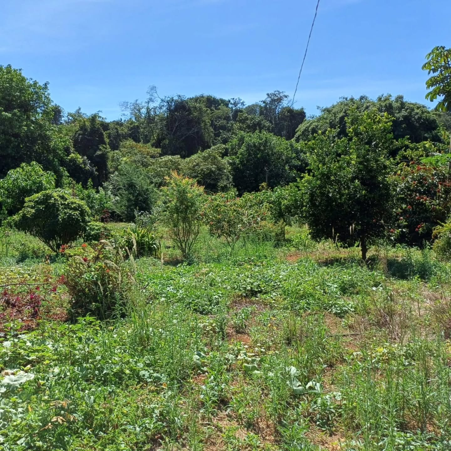 CHÁCARA – 11.100 m² | Catalão-GO | 1,11 hectares — foto 2