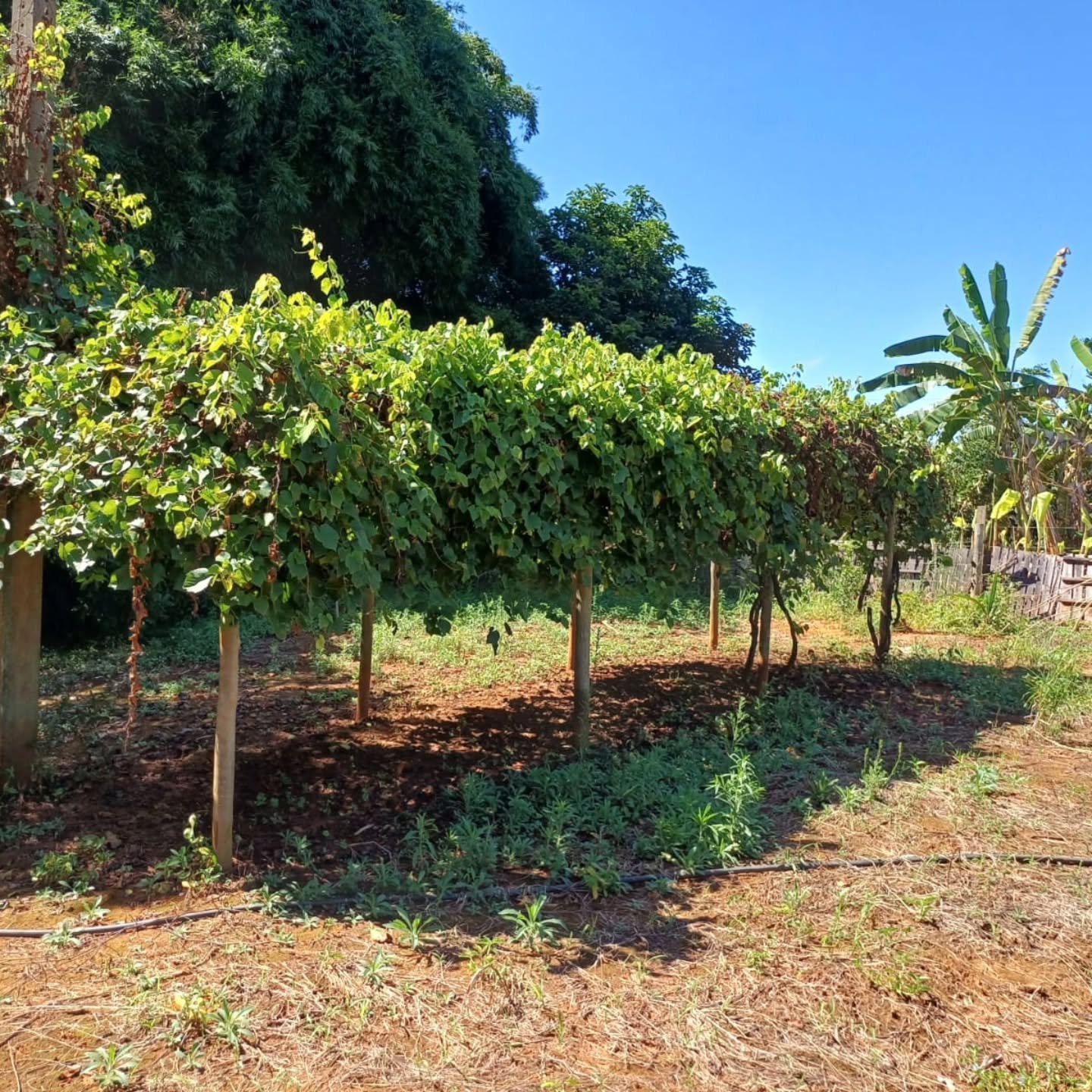 CHÁCARA – 11.100 m² | Catalão-GO | 1,11 hectares — foto 4