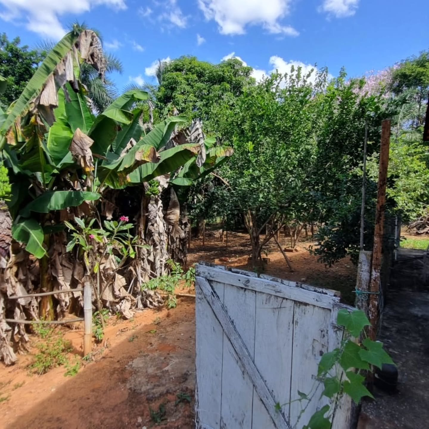 CHÁCARA À VENDA – OUVIDOR/GO | Catalão-GO | 9 hectares — foto 6