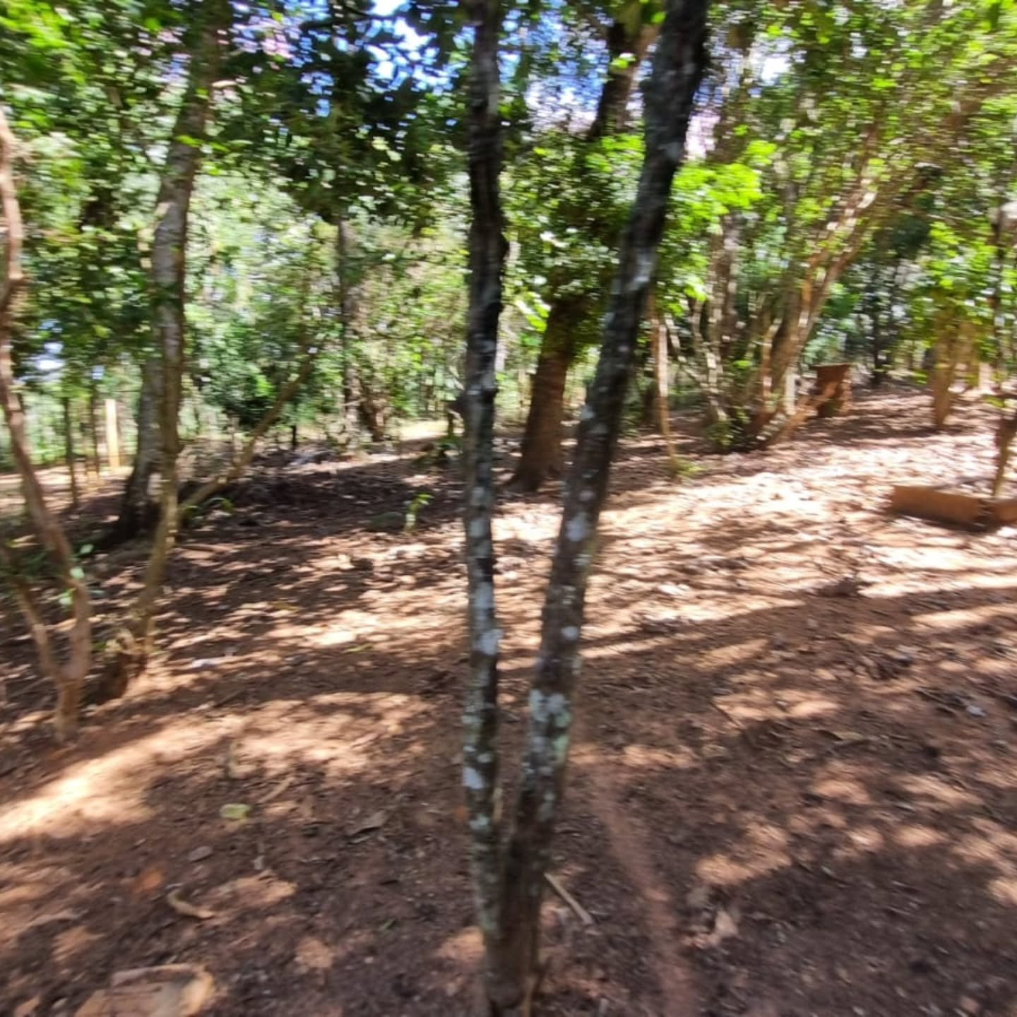 CHÁCARA À VENDA – OUVIDOR/GO | Catalão-GO | 9 hectares — foto 7