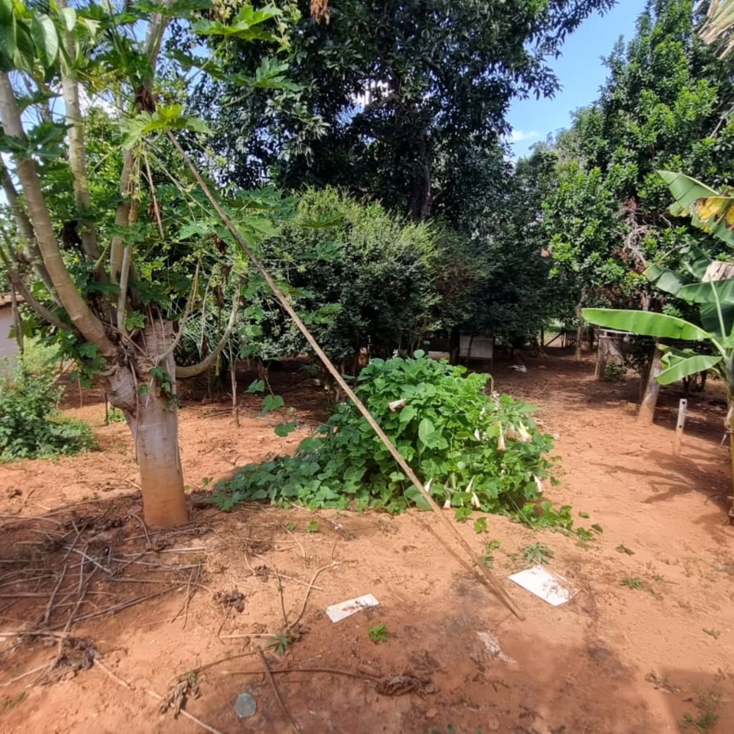 CHÁCARA À VENDA – OUVIDOR/GO | Catalão-GO | 9 hectares — foto 10