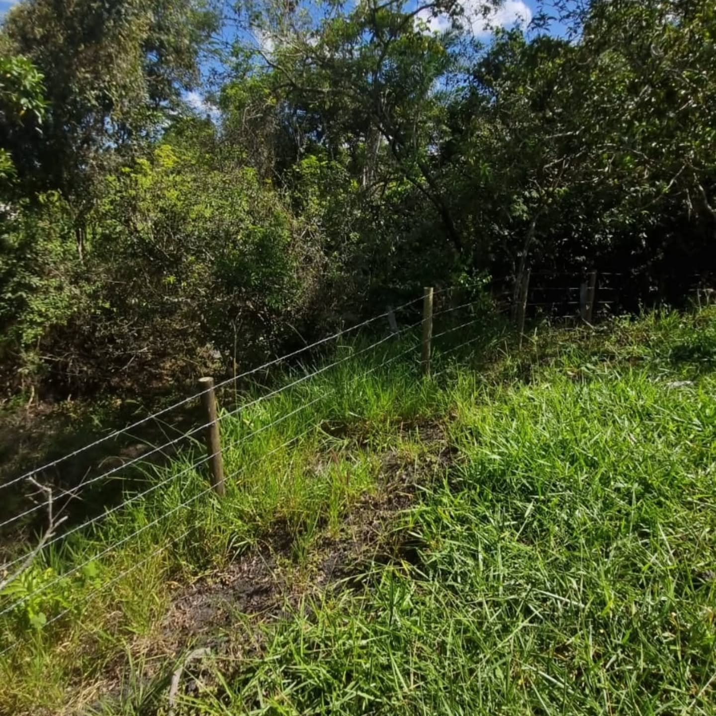 CHÁCARA À VENDA – OUVIDOR/GO | Catalão-GO | 9 hectares — foto 11