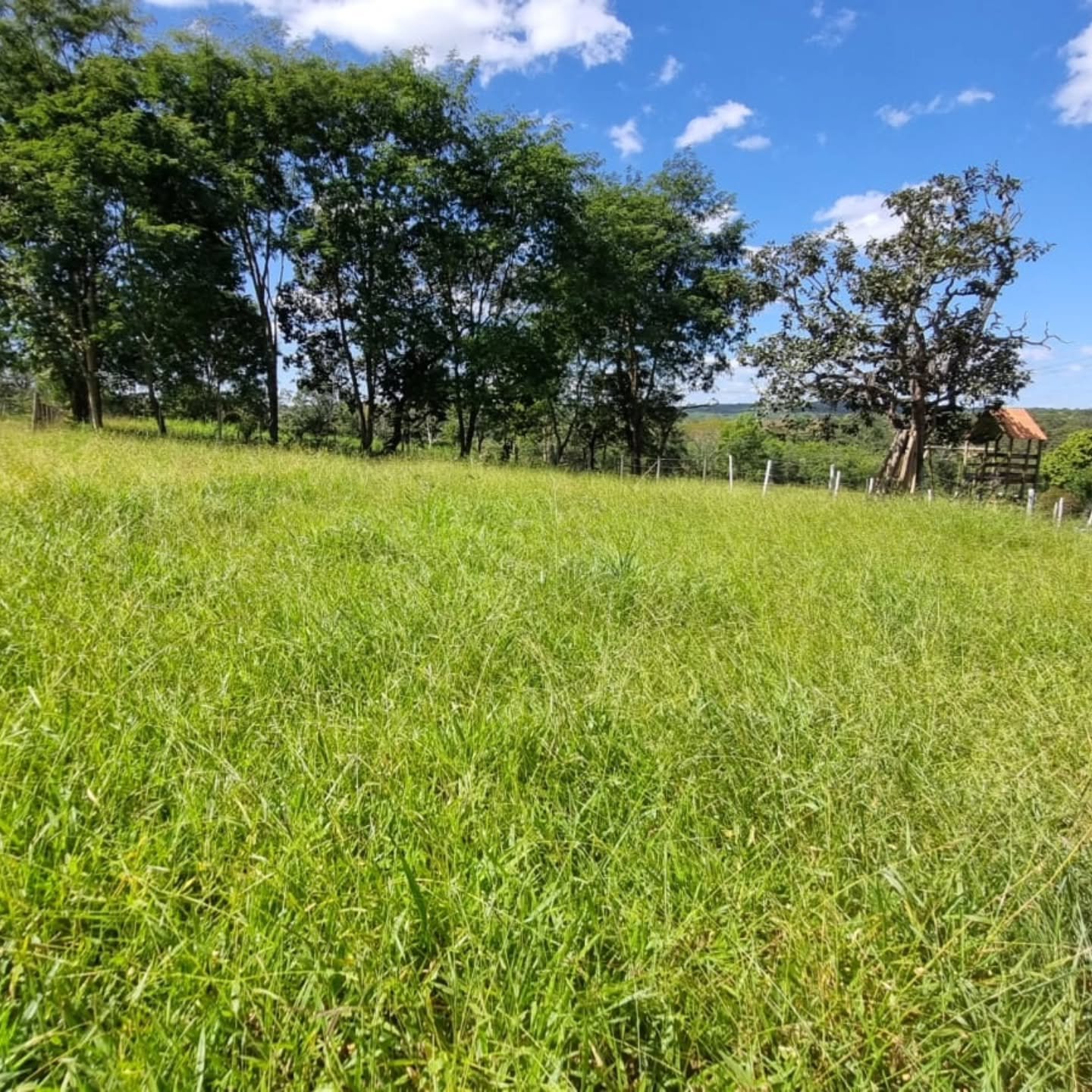 CHÁCARA À VENDA – OUVIDOR/GO | Catalão-GO | 9 hectares — foto 18