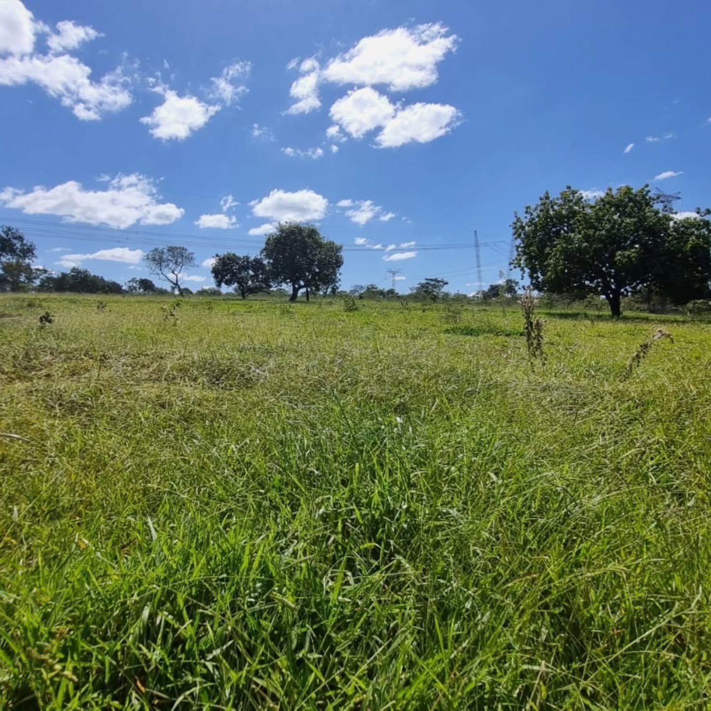 CHÁCARA À VENDA – OUVIDOR/GO | Catalão-GO | 9 hectares — foto 19