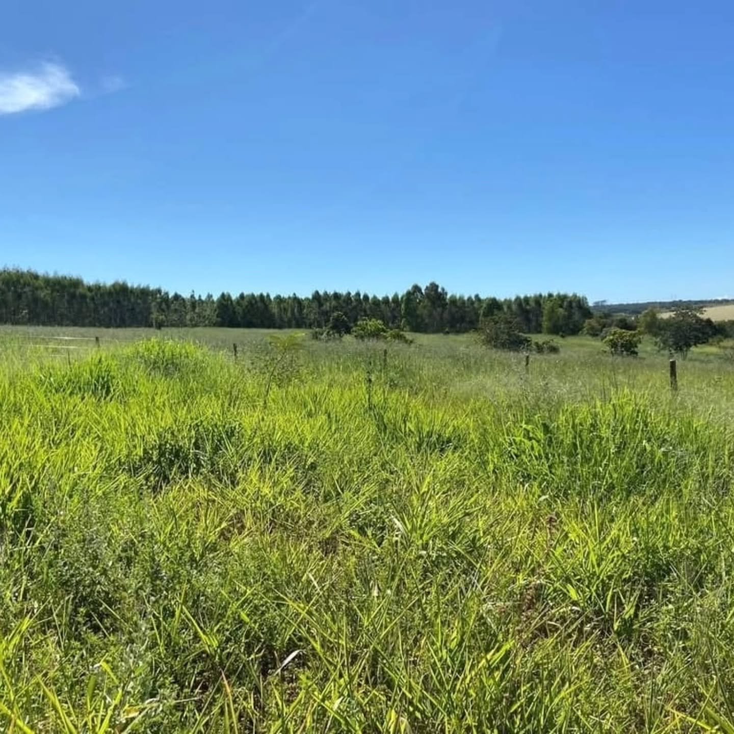 Propriedade rural à venda | 10,41 hectares — foto 4