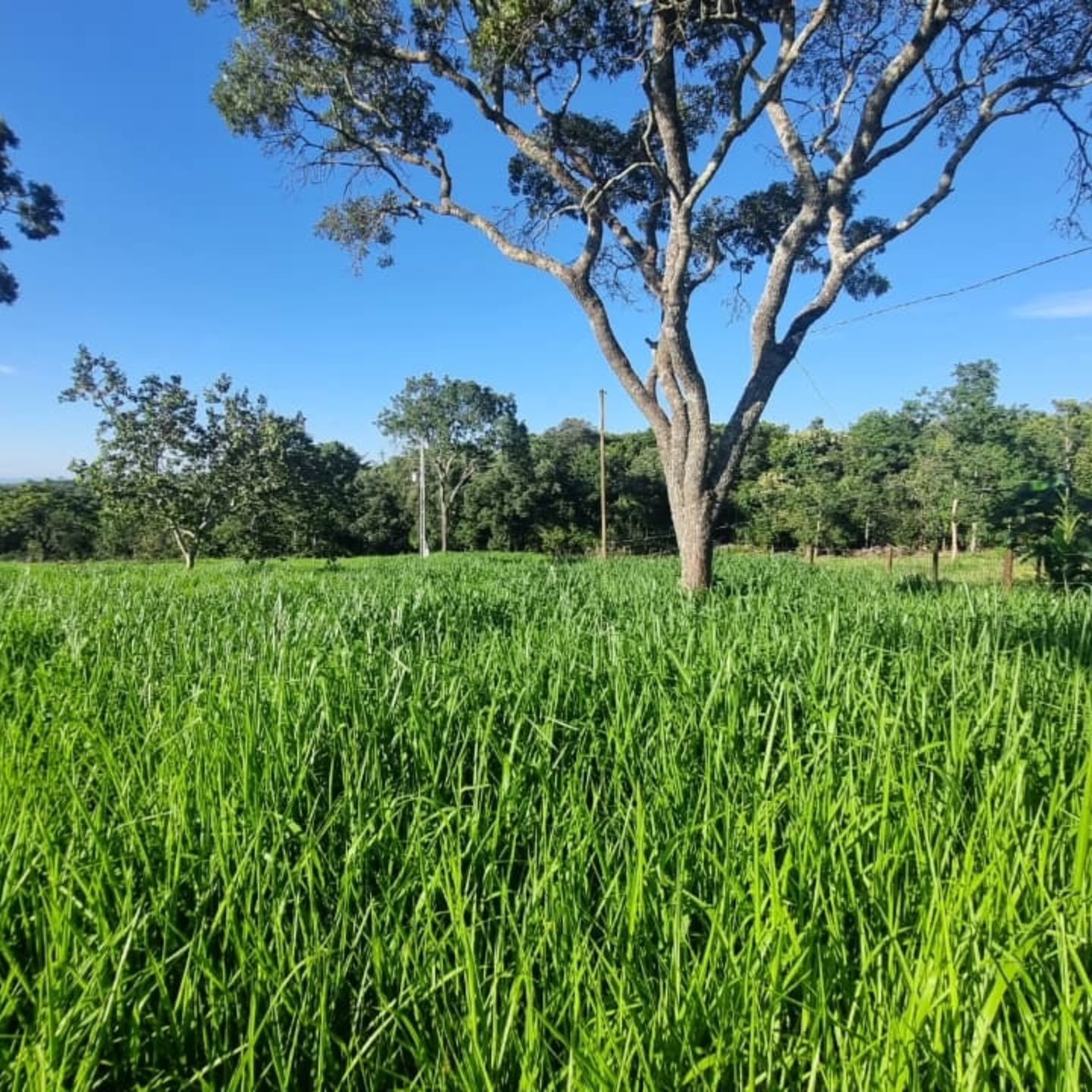 OPORTUNIDADE ÚNICA | Três Ranchos-GO | 30,61 hectares — foto 1