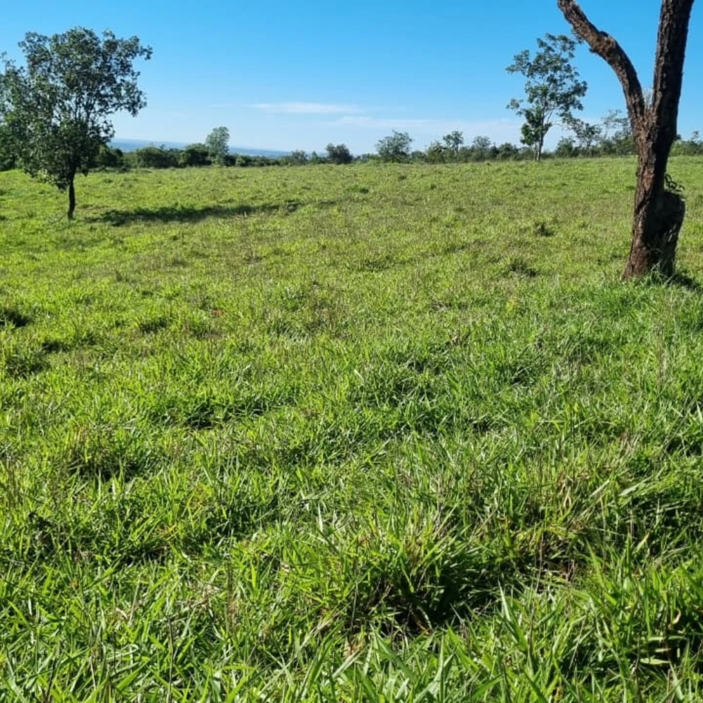 OPORTUNIDADE ÚNICA | Três Ranchos-GO | 30,61 hectares — foto 5