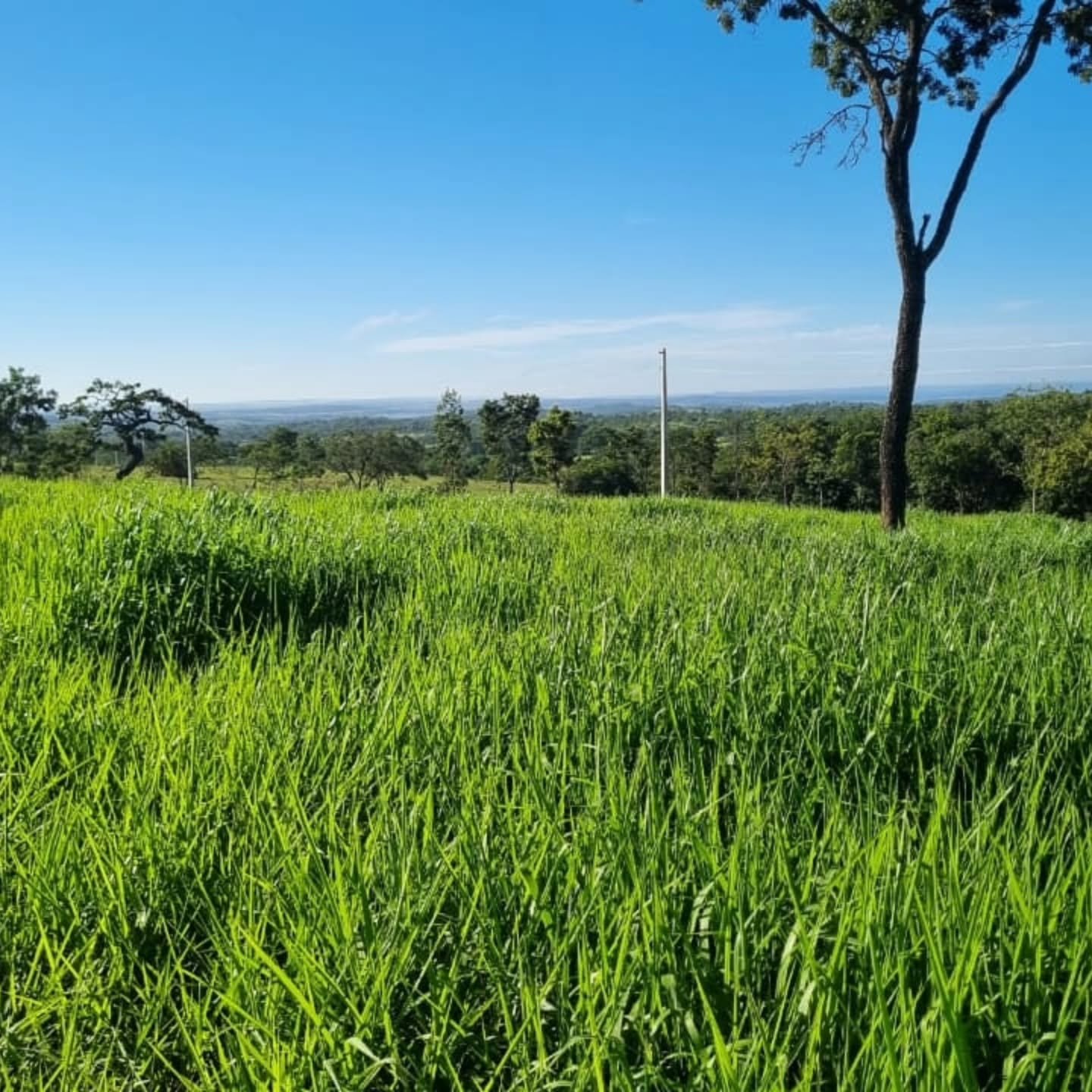 OPORTUNIDADE ÚNICA | Três Ranchos-GO | 30,61 hectares — foto 14