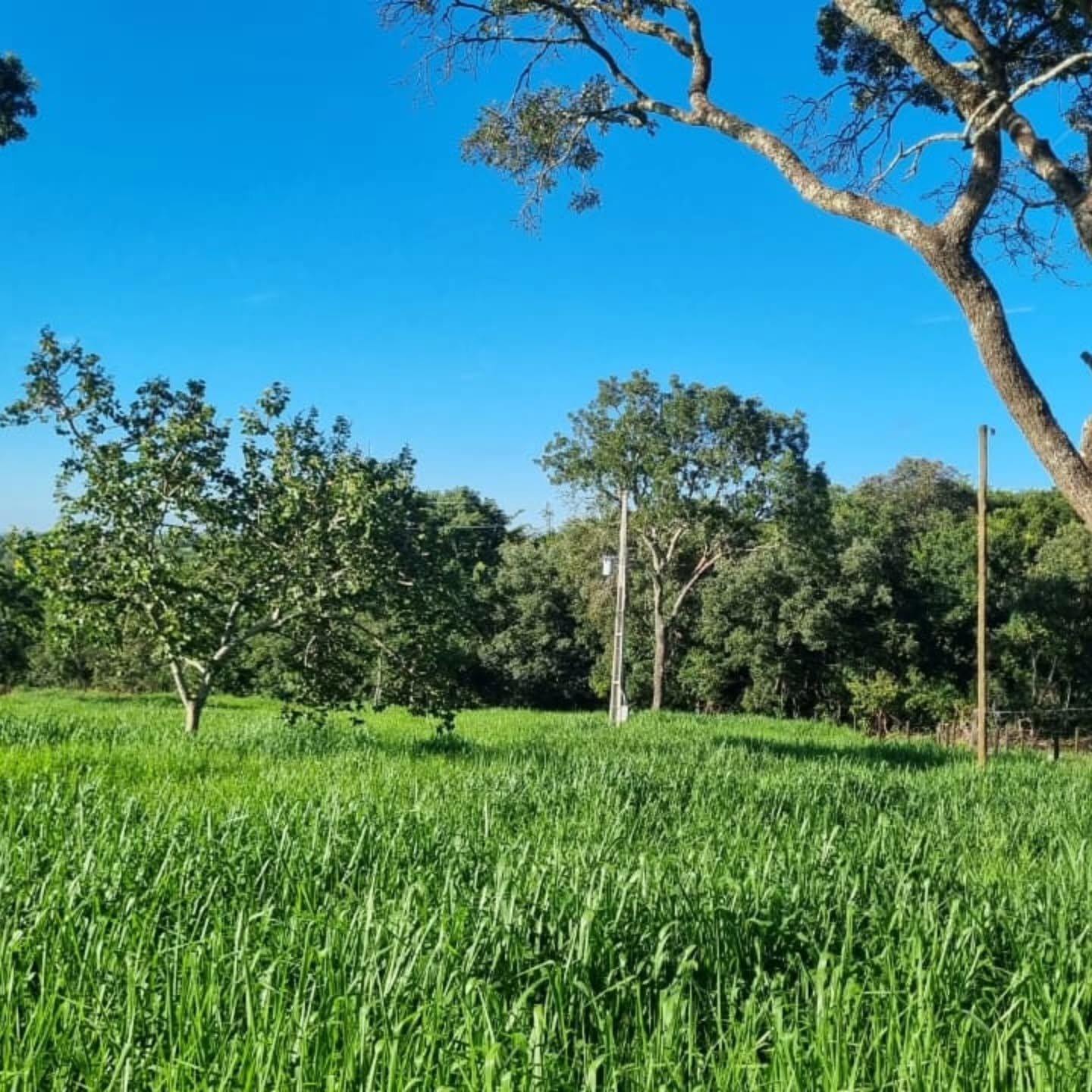 OPORTUNIDADE ÚNICA | Três Ranchos-GO | 30,61 hectares — foto 15