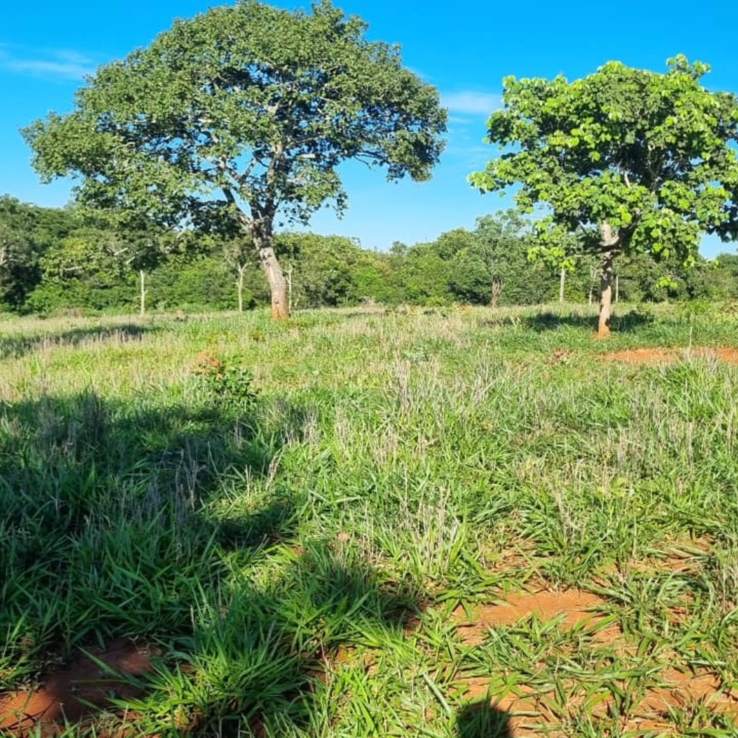 OPORTUNIDADE ÚNICA | Três Ranchos-GO | 30,61 hectares — foto 18
