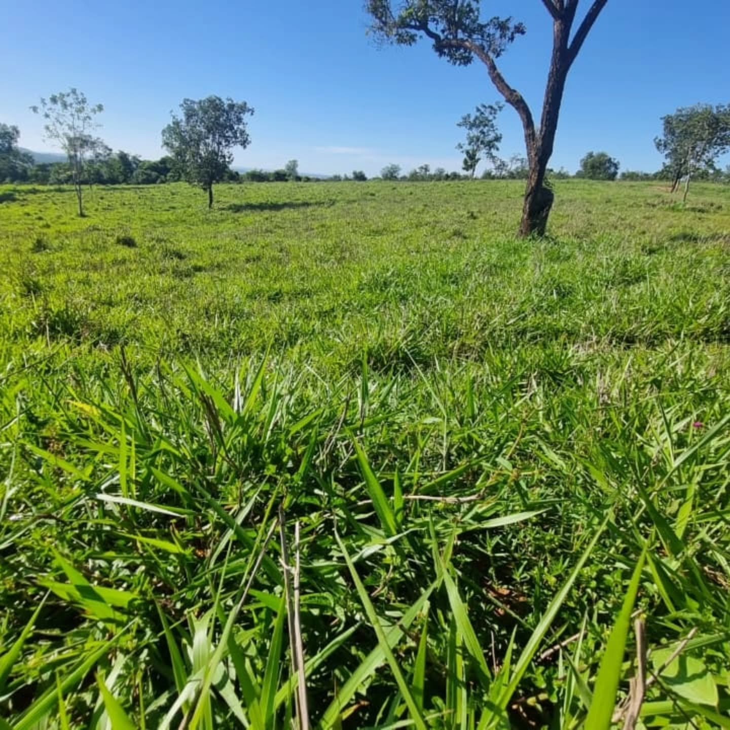 OPORTUNIDADE ÚNICA | Três Ranchos-GO | 30,61 hectares — foto 20
