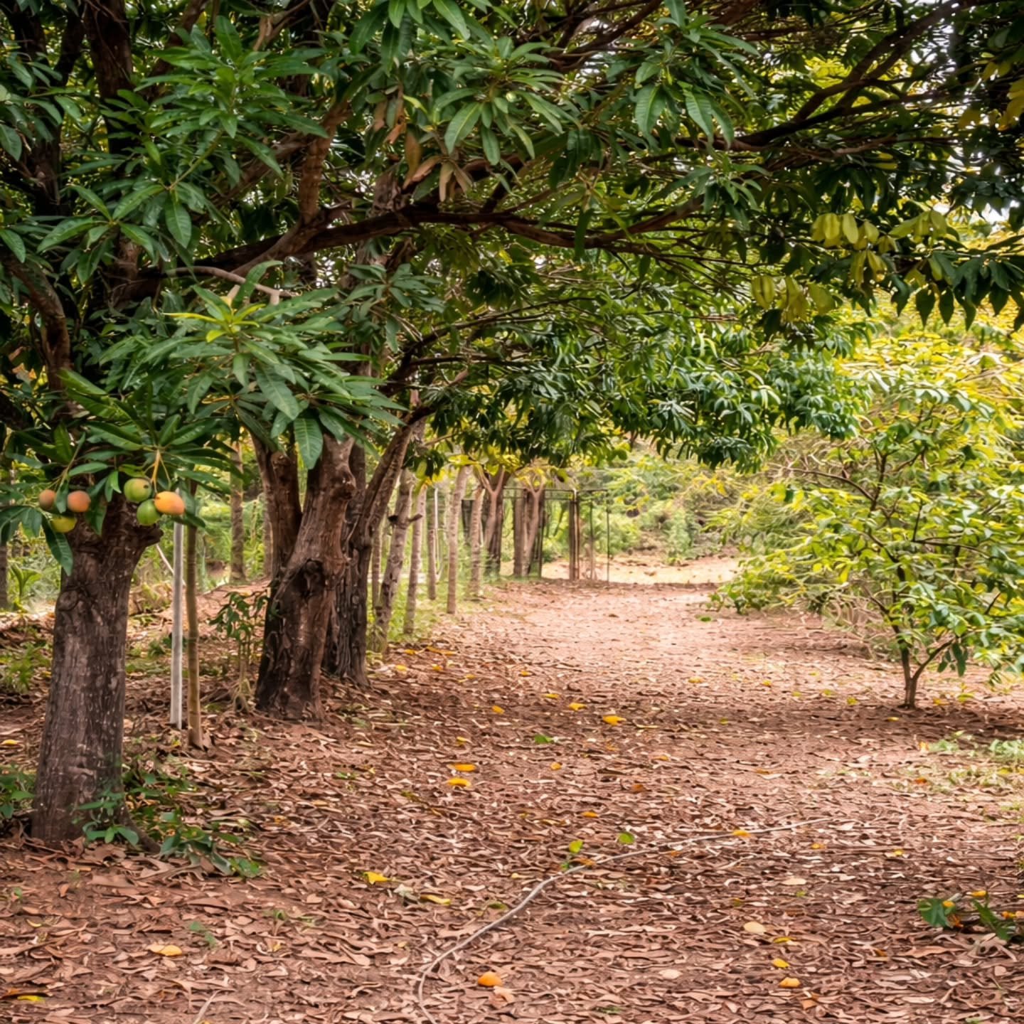 CHÁCARA À VENDA EM TRÊS RANCHOS | Três Ranchos-GO | 0,45 hectares — foto 3