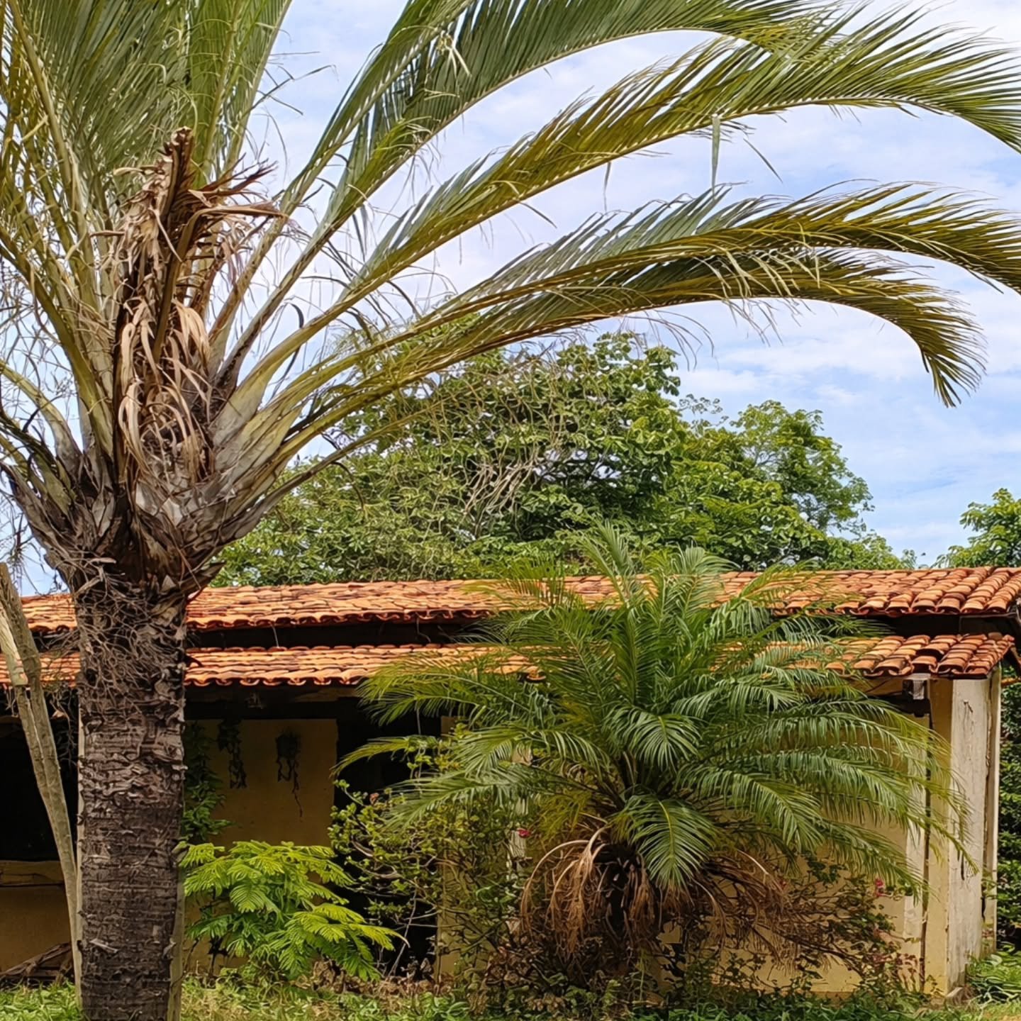CHÁCARA À VENDA EM TRÊS RANCHOS | Três Ranchos-GO | 0,45 hectares — foto 4