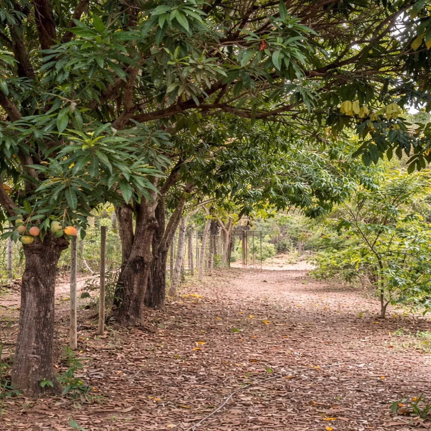 CHÁCARA À VENDA EM TRÊS RANCHOS | Três Ranchos-GO | 0,45 hectares — foto 10