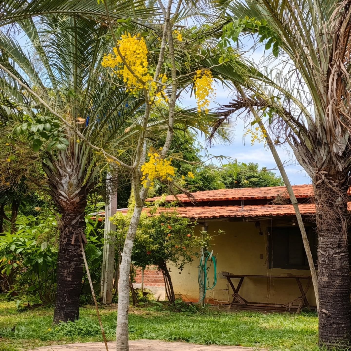 CHÁCARA À VENDA EM TRÊS RANCHOS | Três Ranchos-GO | 0,45 hectares — foto 12