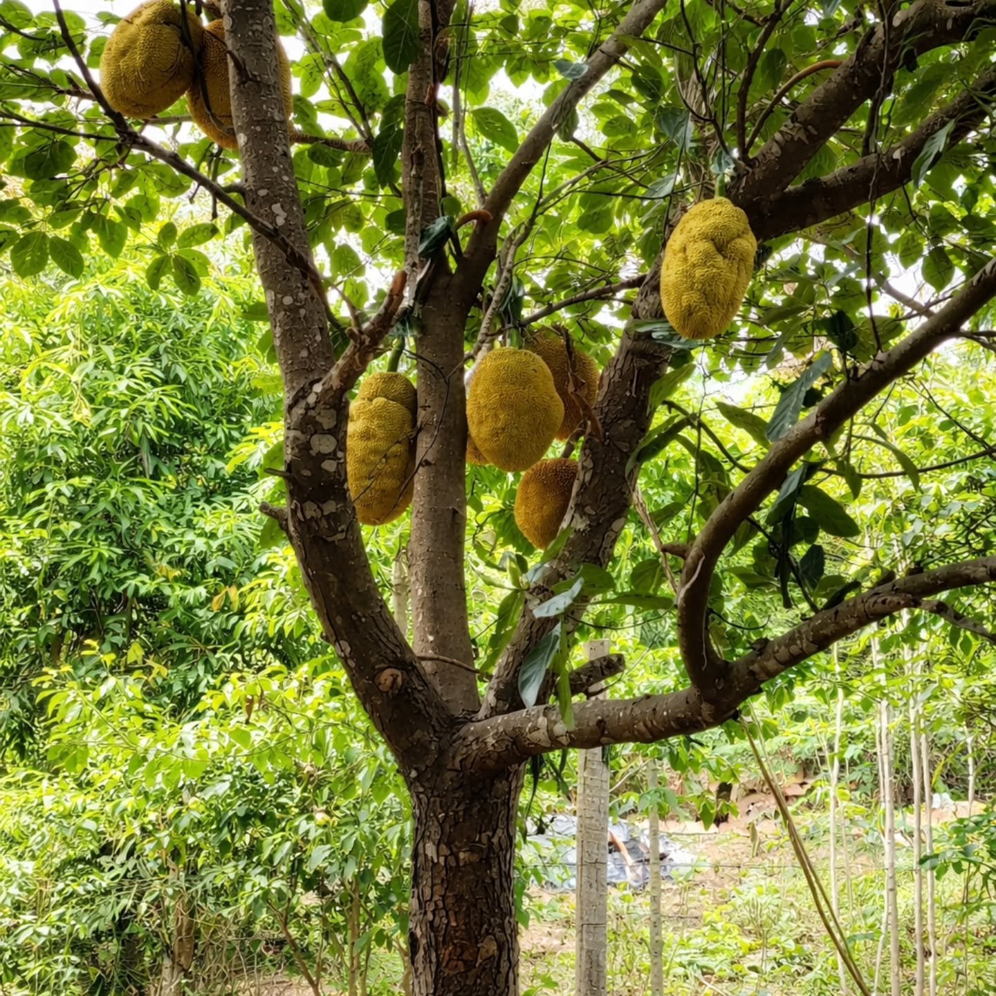 CHÁCARA À VENDA EM TRÊS RANCHOS | Três Ranchos-GO | 0,45 hectares — foto 13