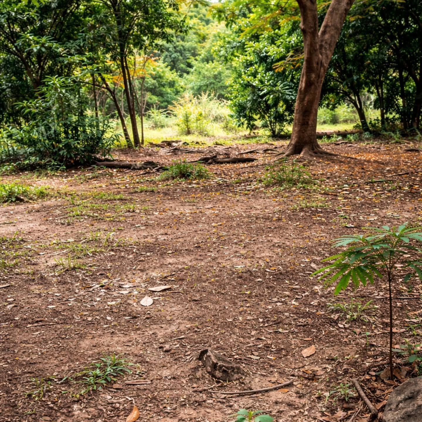 CHÁCARA À VENDA EM TRÊS RANCHOS | Três Ranchos-GO | 0,45 hectares — foto 15